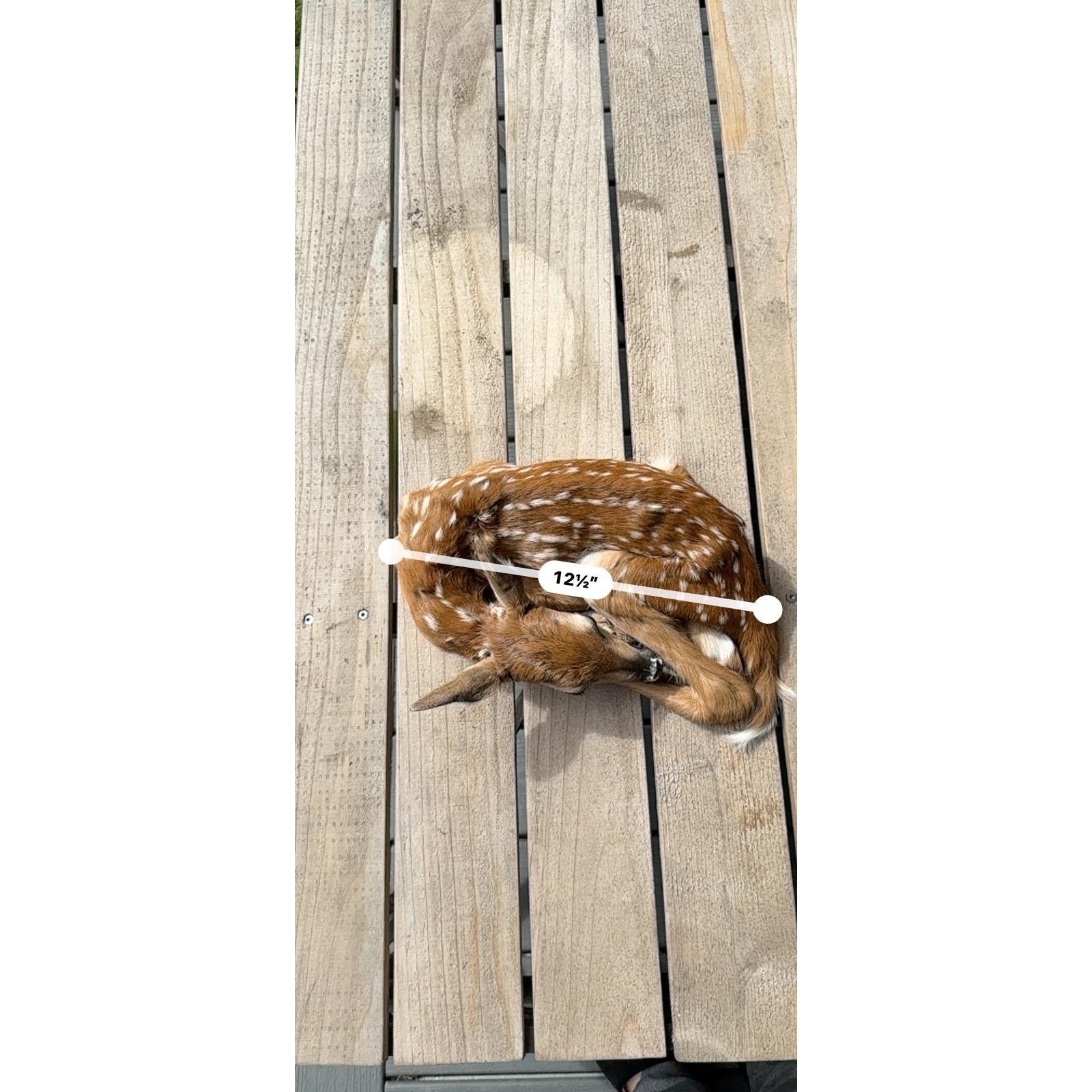 FHWAF3 - Fawn Lifesize Taxidermy Mount