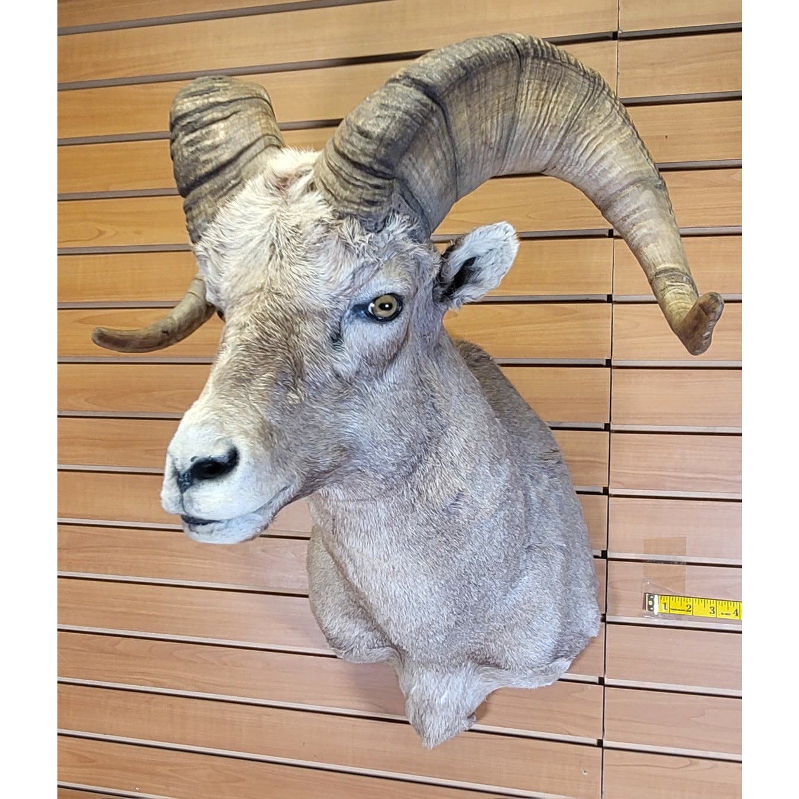 FHRAM301 - Bighorn Sheep Head – Taxidermy Mount