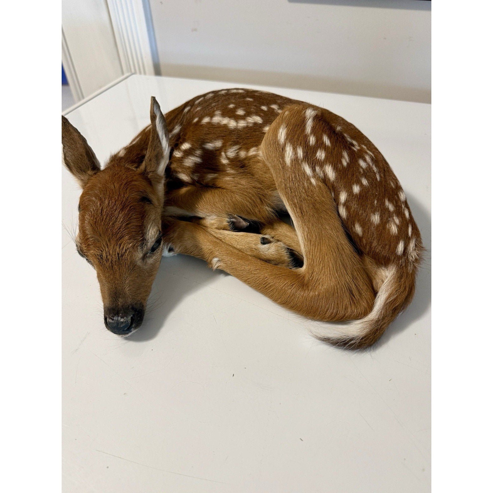 FHBD0826 - Fawn Deer Taxidermy Mount