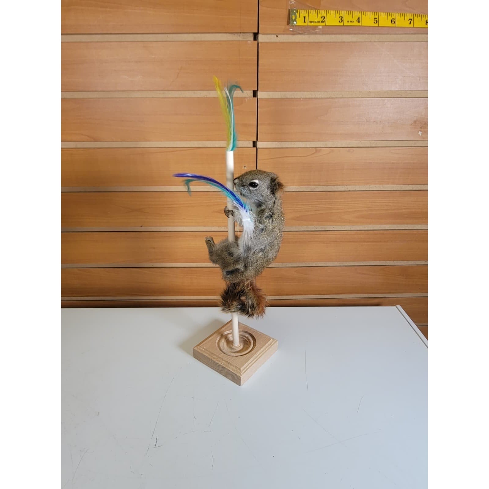 FHSQ308 - Stripping American Red Squirrel Taxidermy Mount