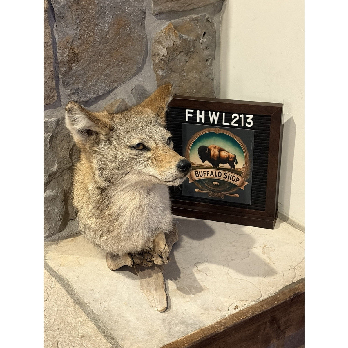 FHWL213 - Coyote Shoulder Museum Quality mount Taxidermy