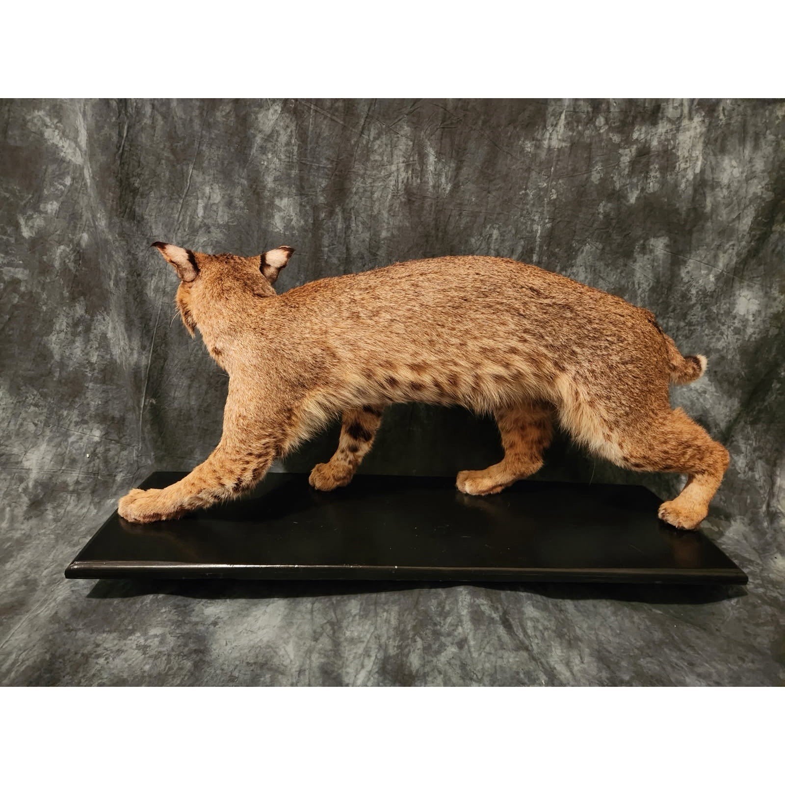 FHJRTEX2 - Bobcat – Full-body Taxidermy Mount