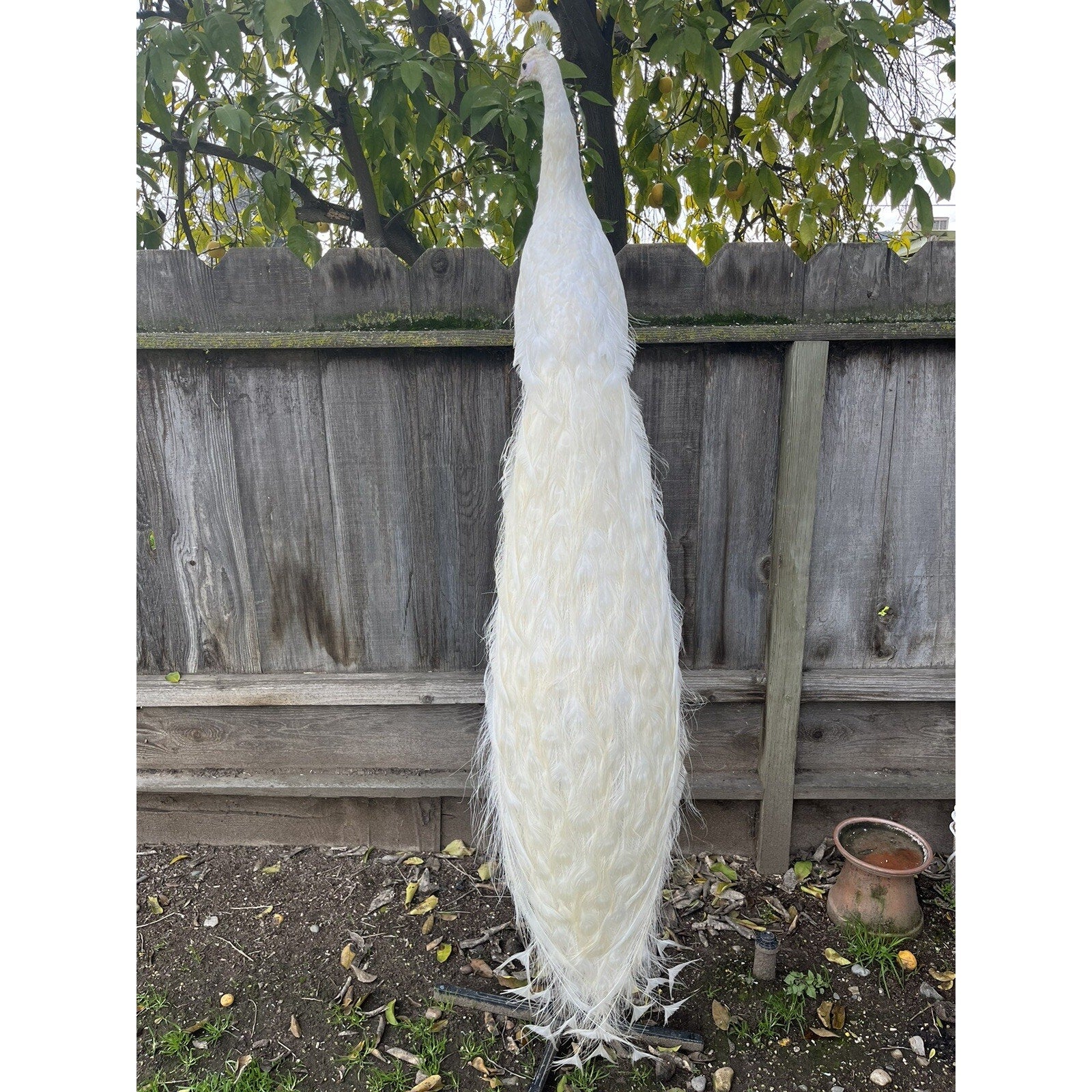 FHJOEL421 - Rare White PEACOCK Taxidermy Mount