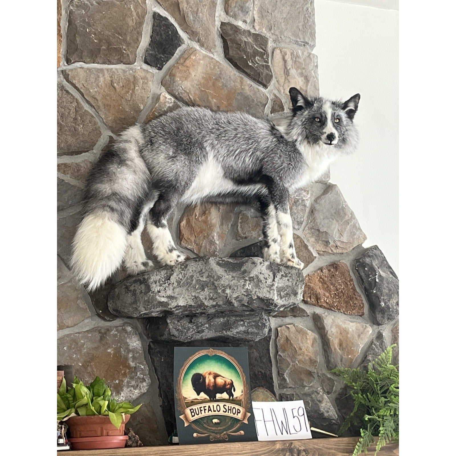 FHWL59 - Grey & White Ranch Fox Taxidermy Full Body Mount