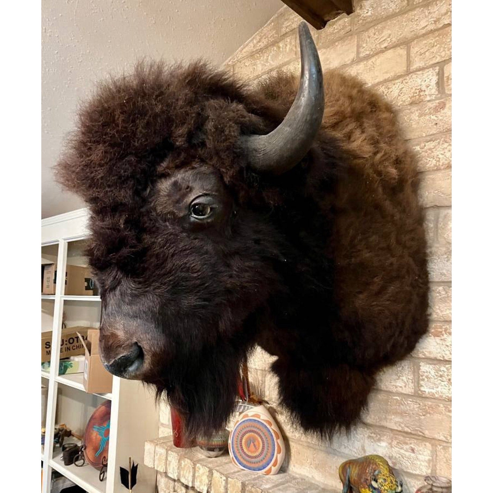 FHBISHOP1 - Gorgeous Mounted Buffalo / Bison Taxidermy Head Shoulder Mount