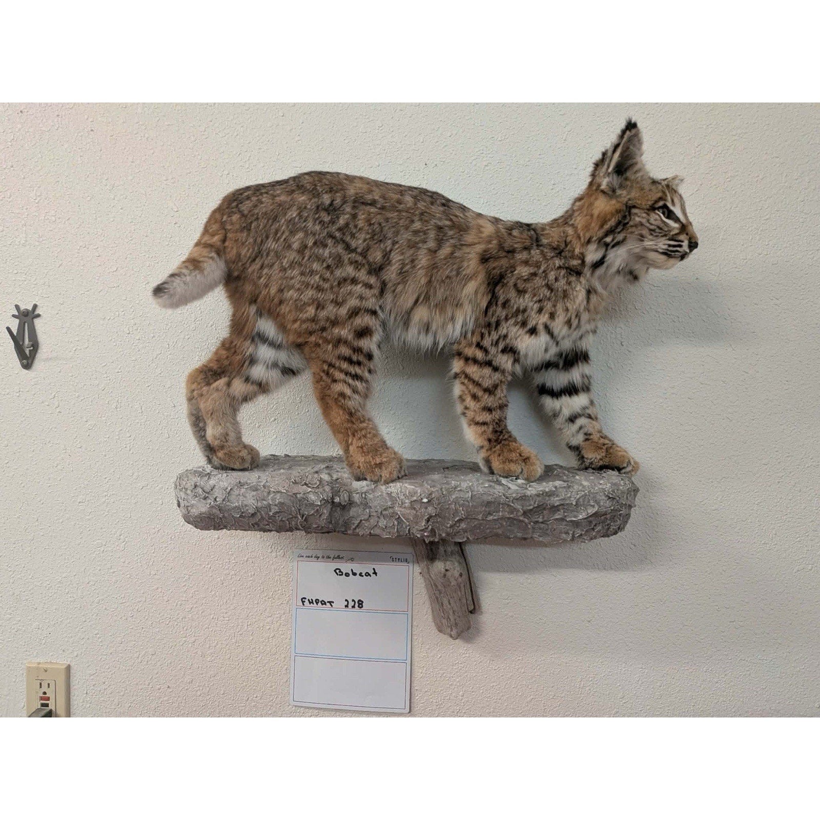 FHPAT228 - Bobcat Taxidermy Full Body Mount