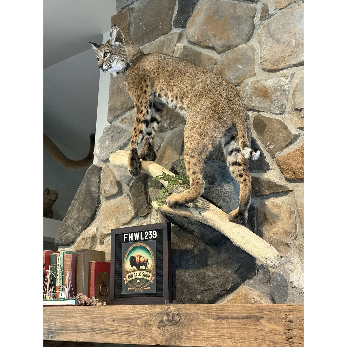 FHWL239 - Rare Bobcat Taxidermy Full Body Mount