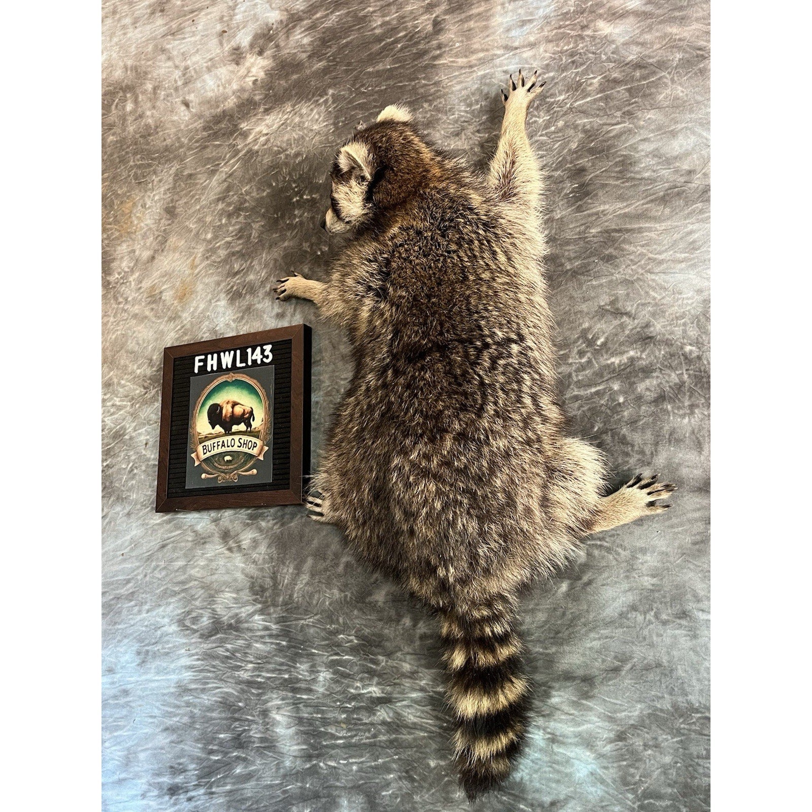 FHWL143- Fat Raccoon Taxidermy Mount