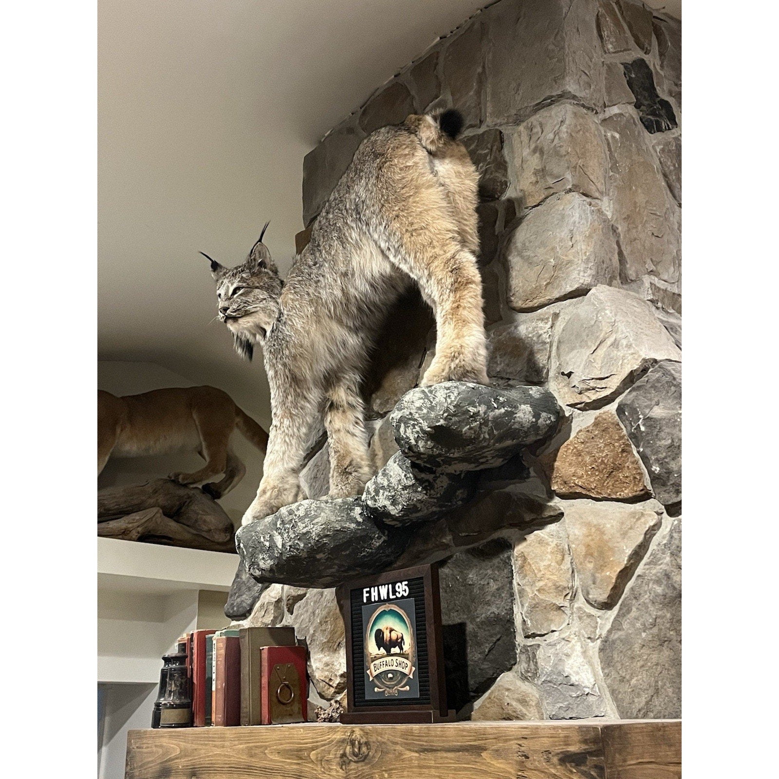 FHWL95 - Alaskan Lynx Taxidermy Full Body Mount Prime Fur
