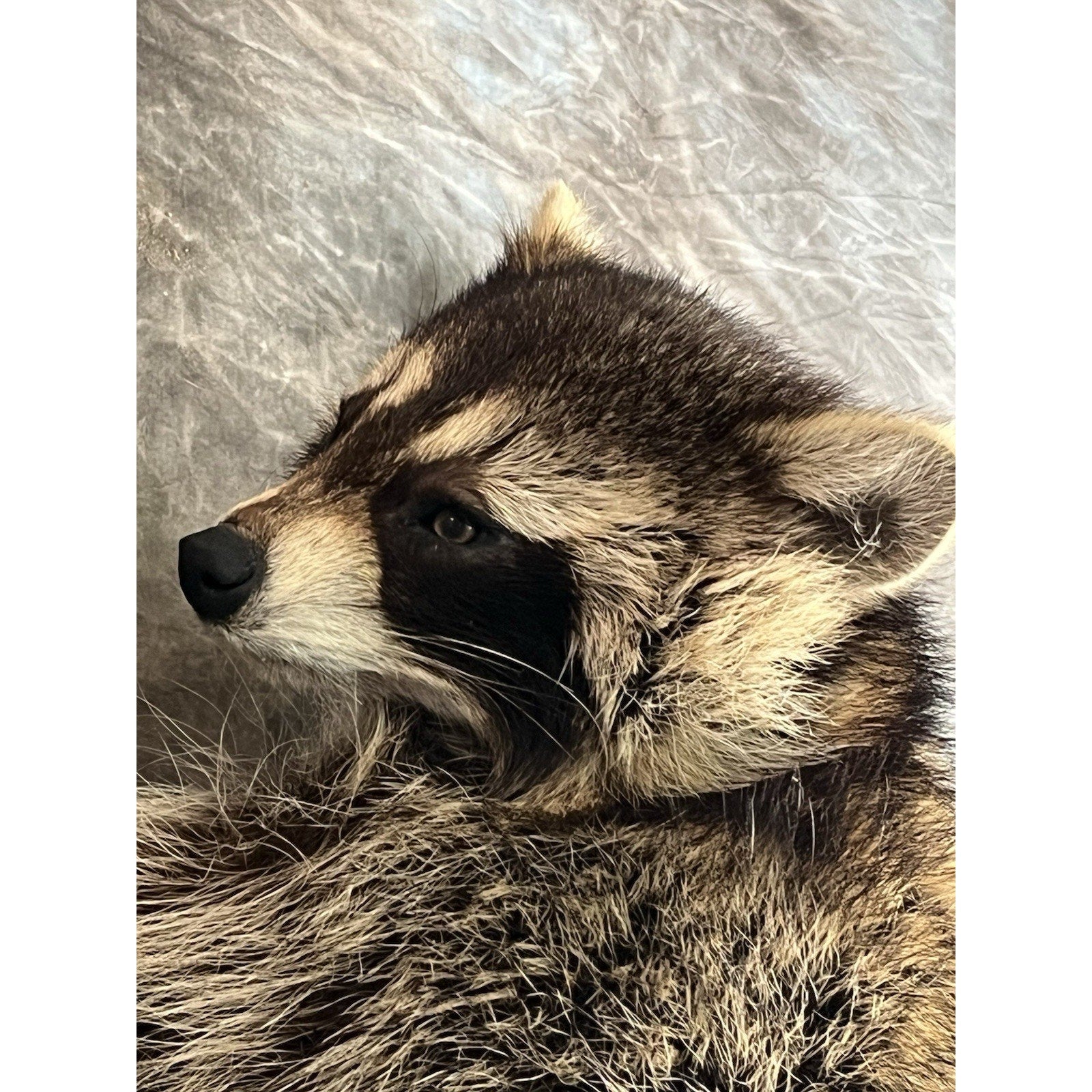 FHWL143- Fat Raccoon Taxidermy Mount