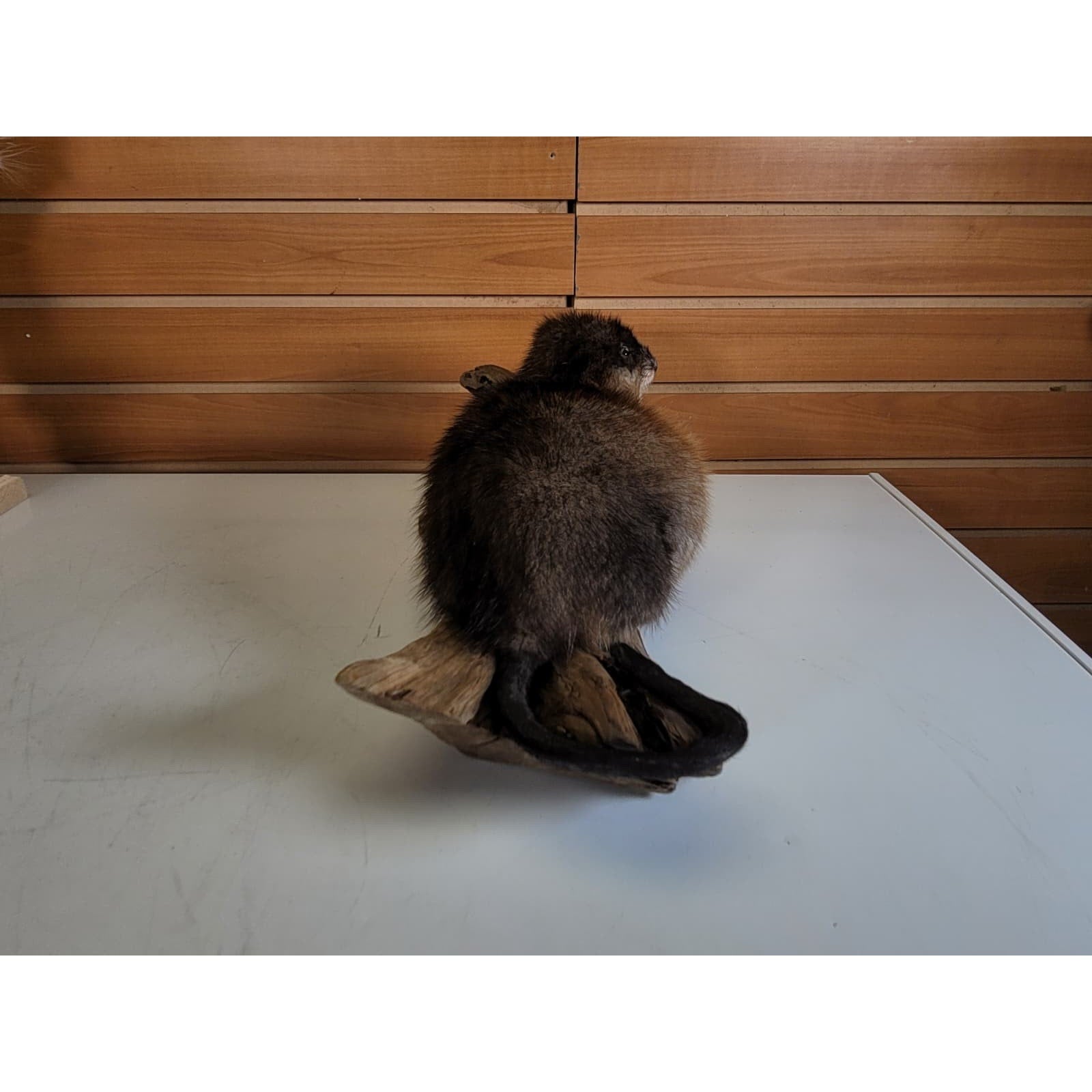 FHMUSK6 - Muskrat Taxidermy Mount