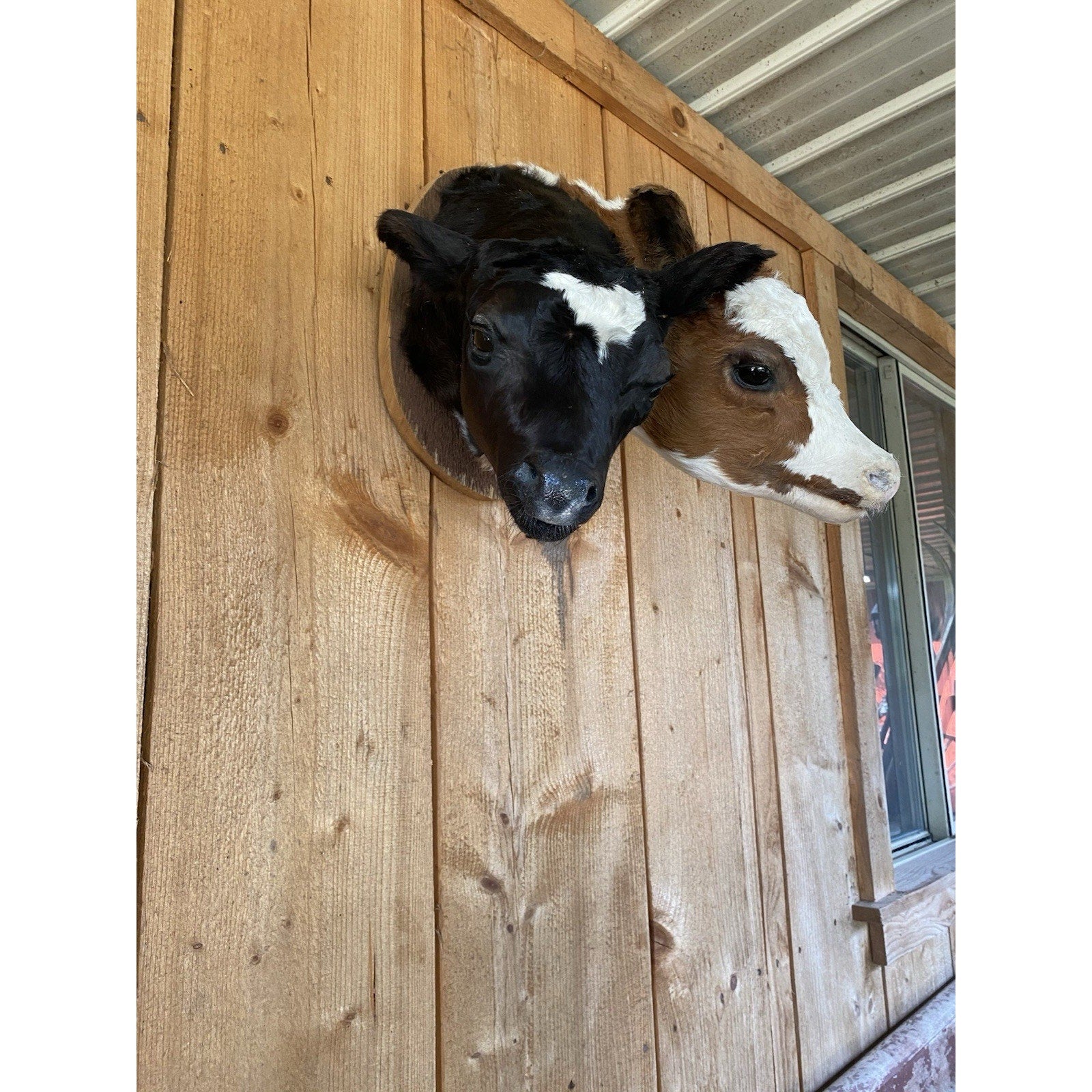 FHDARCA1 - Two headed calf cow taxidermy Gaff