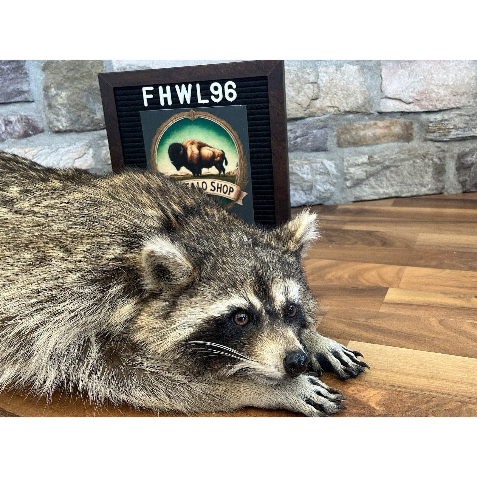 FHWL96 - Fat Raccoon Taxidermy Mount