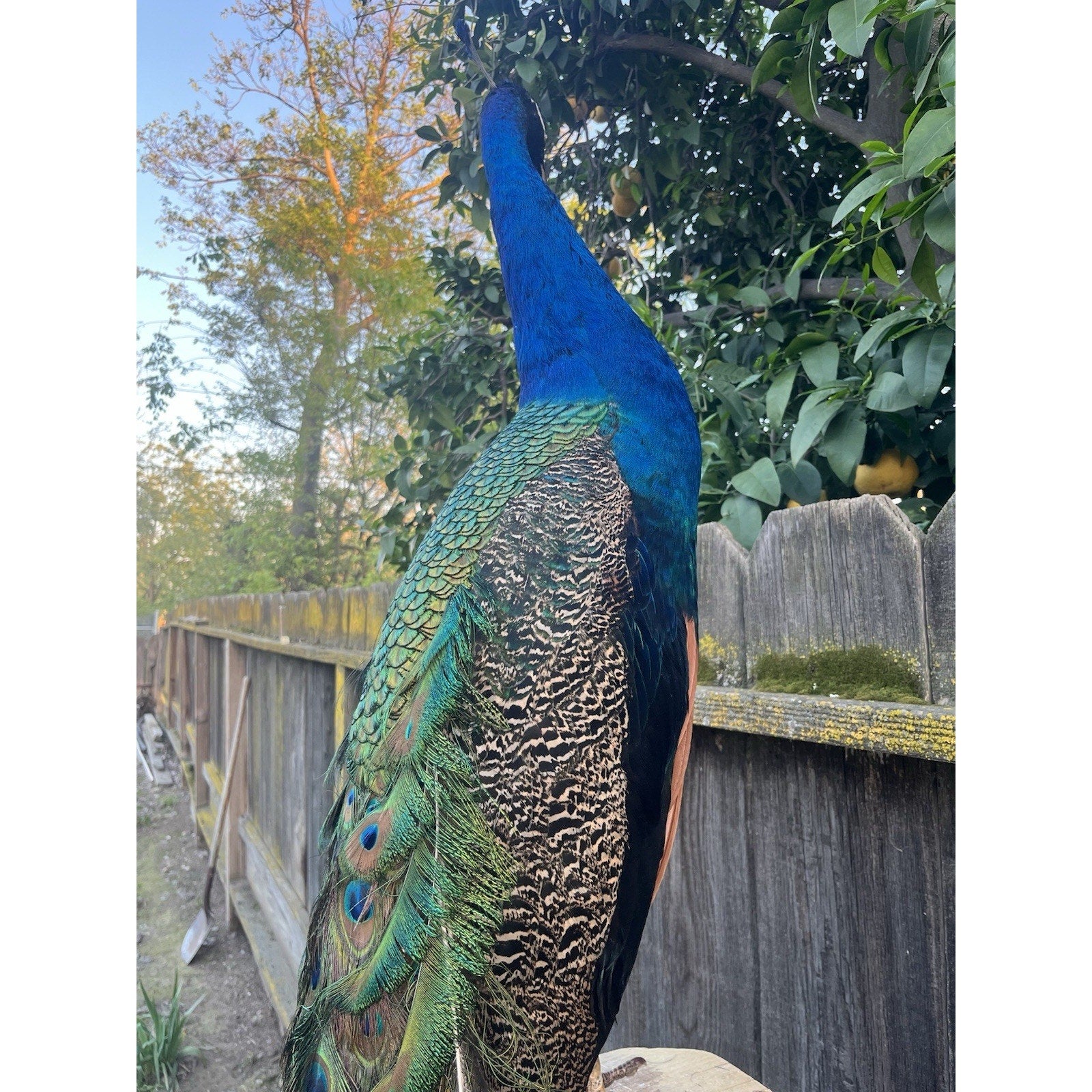 FHJOEL100 - India Blue Real PEACOCK Taxidermy Mount museum quality