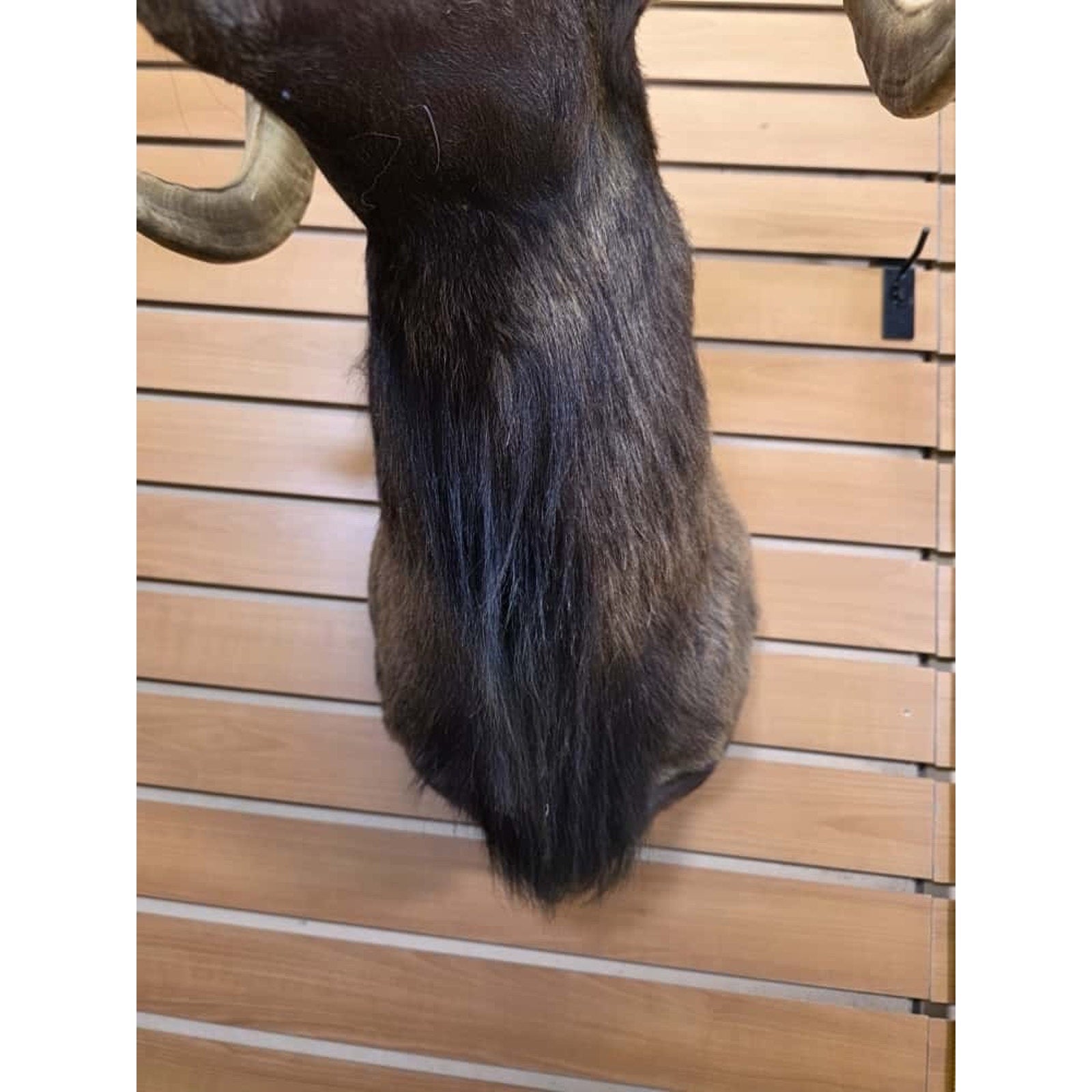 FHMN18 - Mouflon Ram taxidermy shoulder mount