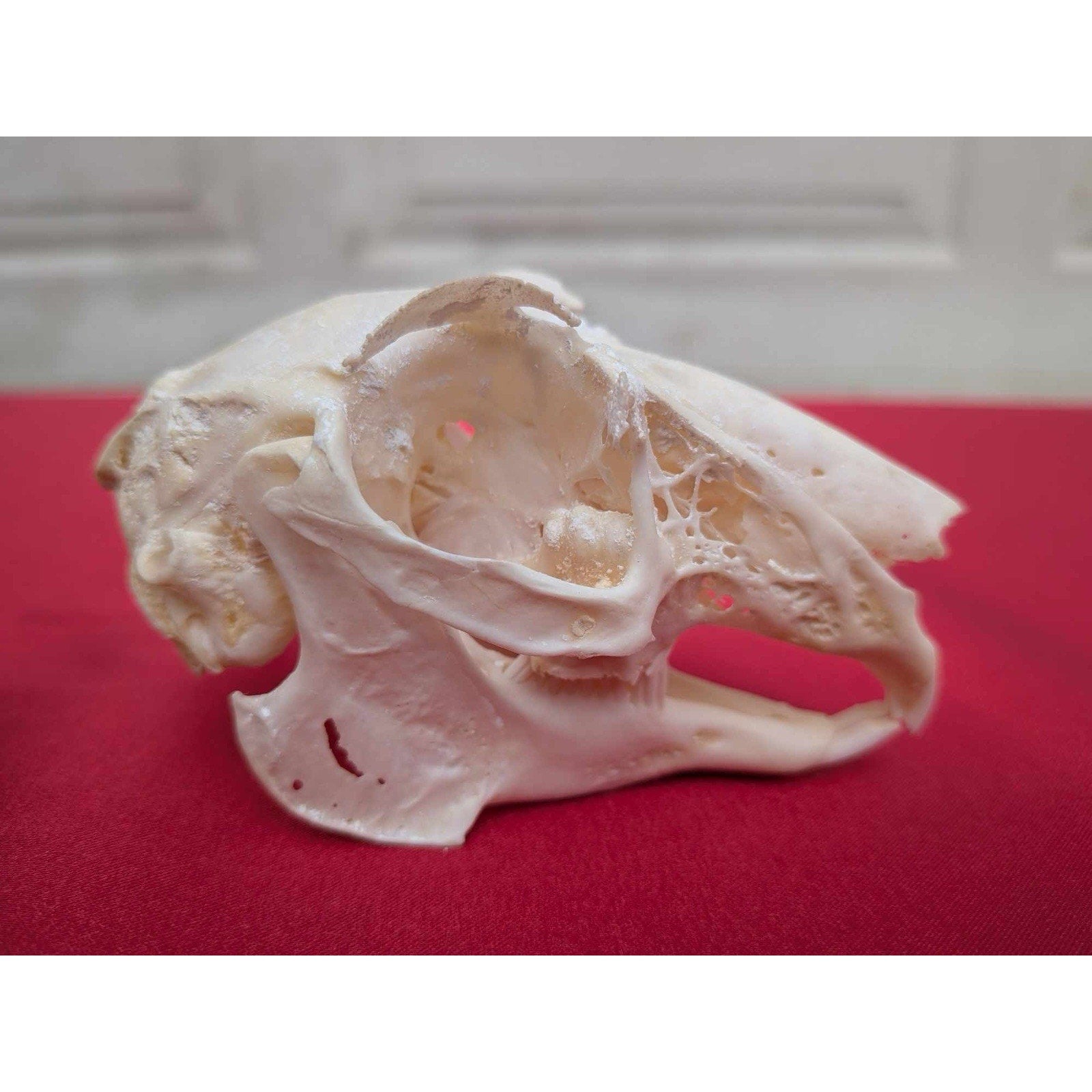 FHPAT83 - Real White-Tailed Jackrabbit Skull - Lepus townsendii