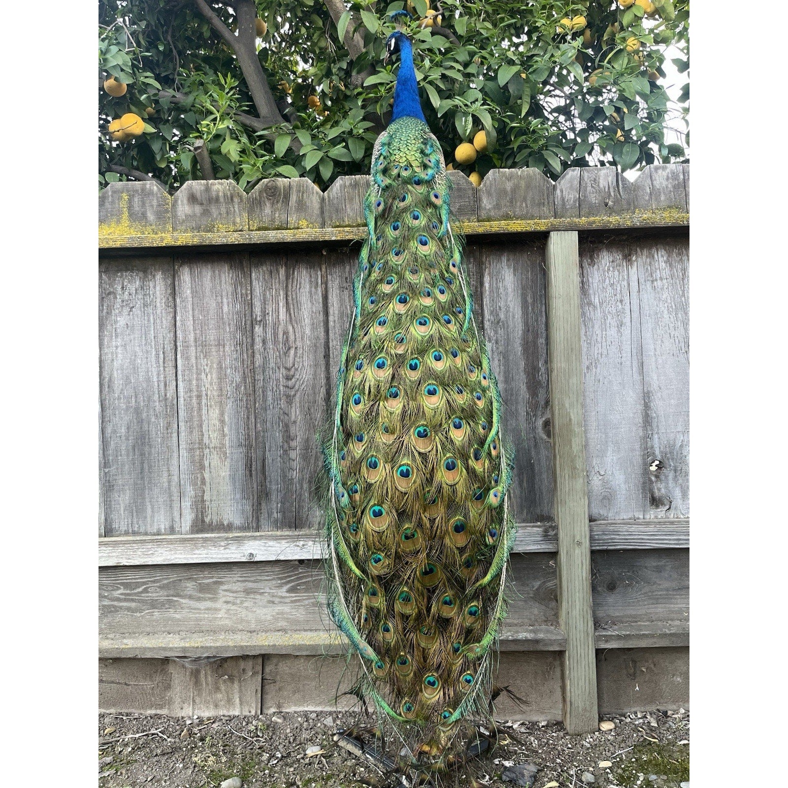FHJOEL101 - India Blue Real PEACOCK Taxidermy Mount museum quality
