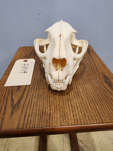 Cougar Skull