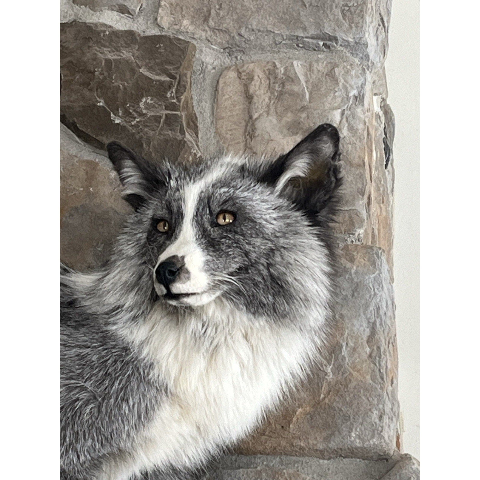 FHWL59 - Grey & White Ranch Fox Taxidermy Full Body Mount