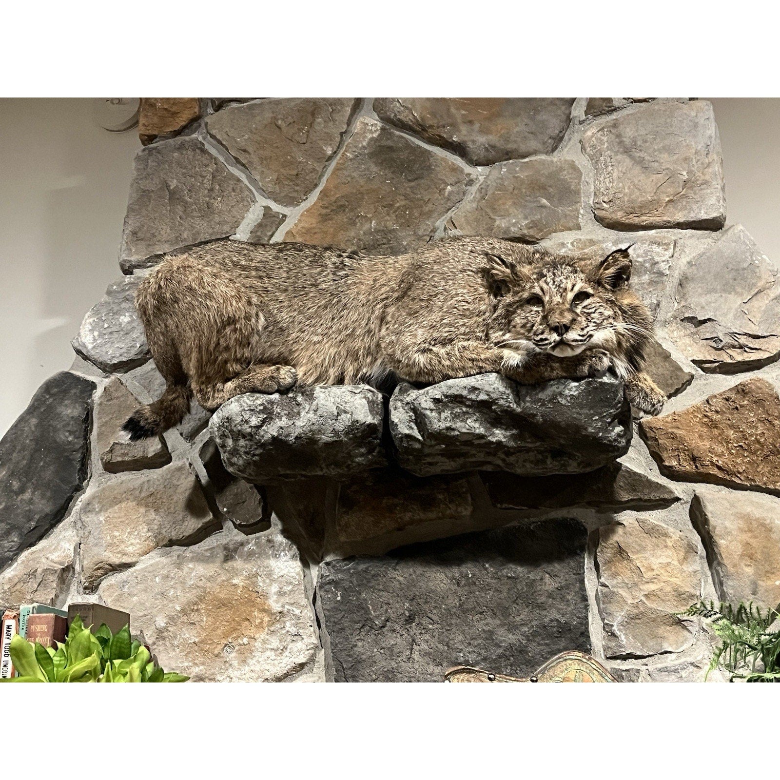FHWL32 - Bobcat Taxidermy Full Body Mount