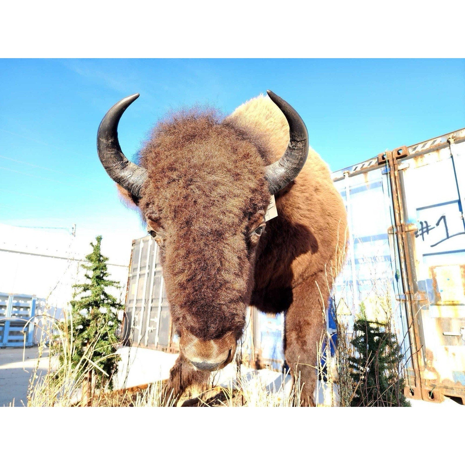 FHCM775 - Massive Buffalo Bison Taxidermy Half mount Bull