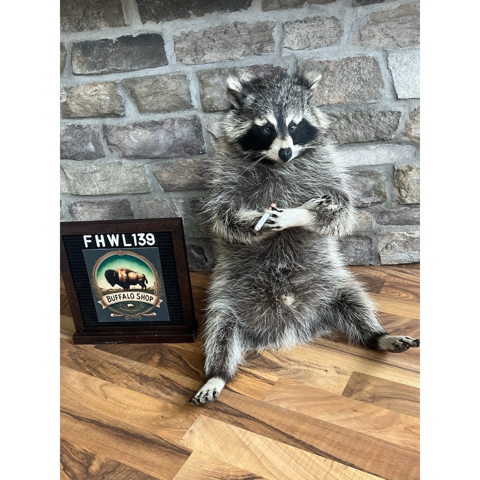 FHWL139 - Smoking Fat Raccoon Taxidermy Mount
