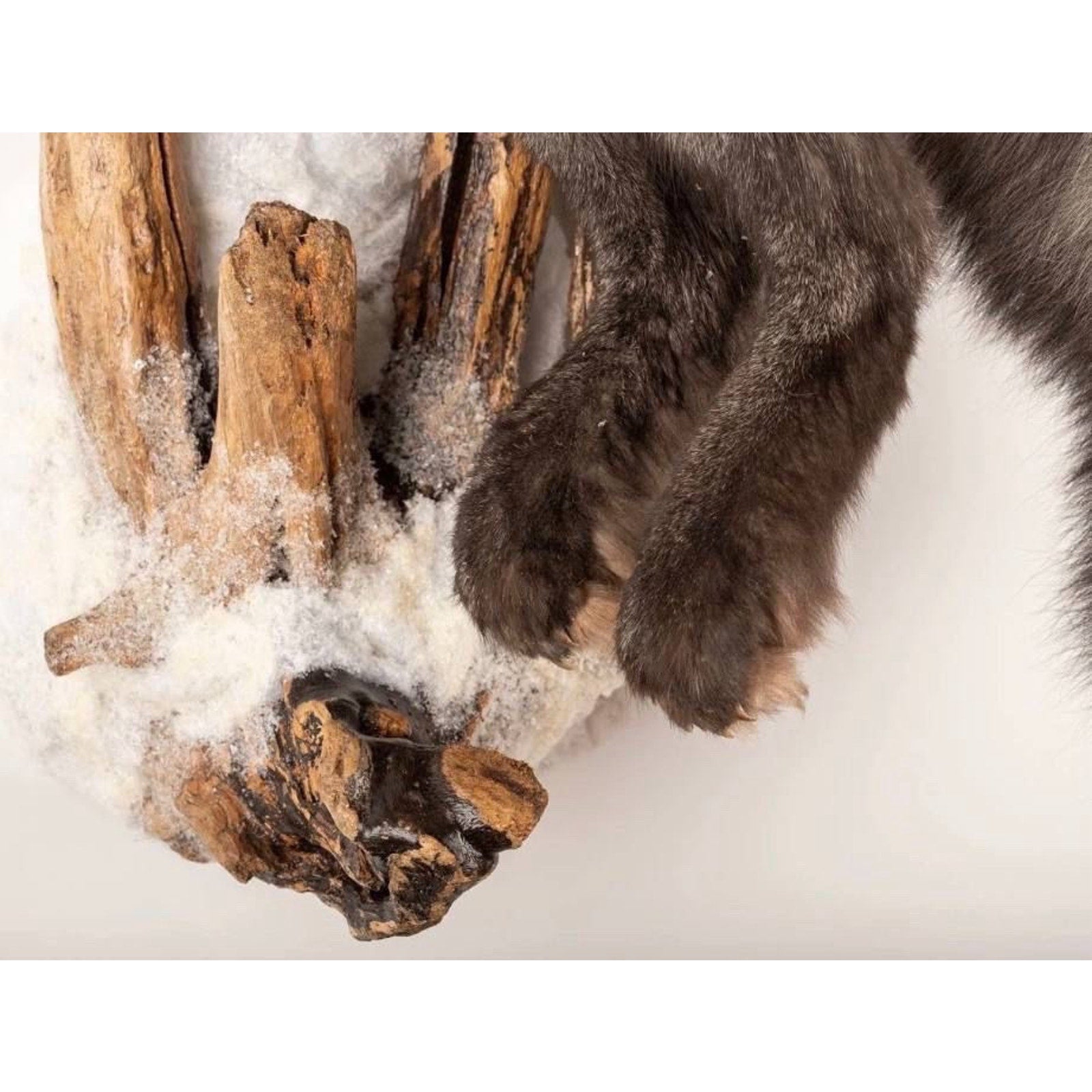 FHART113 - Silver Fox (Vulpes Vulpes) Taxidermy Wall Mount Life Size