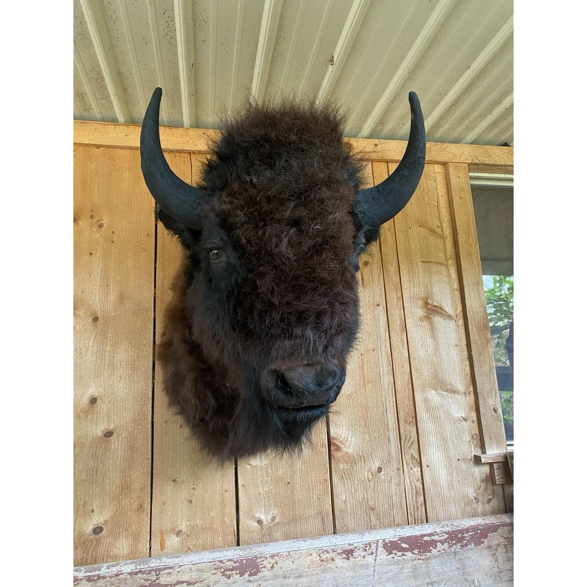 FHDAR600 - American Bison Buffalo Shoulder Mount Taxidermy