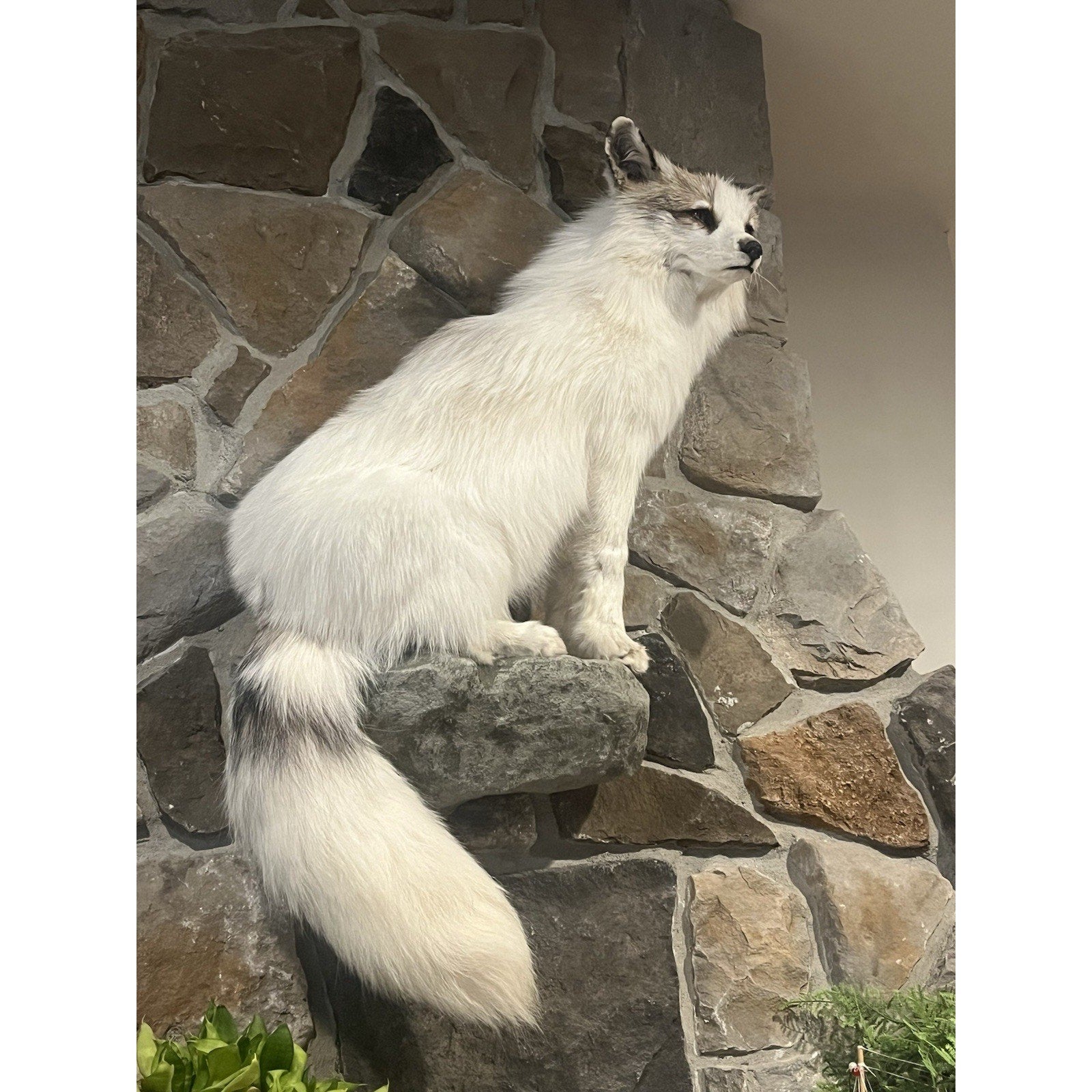 FHWL13 - White Cross Fox Taxidermy mount