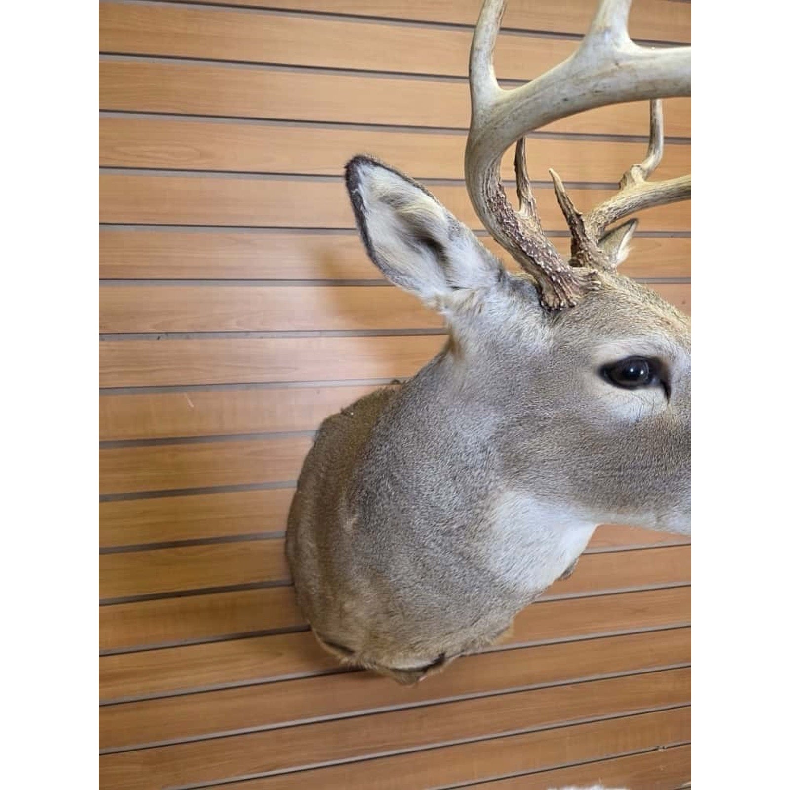 FHMN11 - Whitetail Deer Real Antler Deer Taxidermy Mount