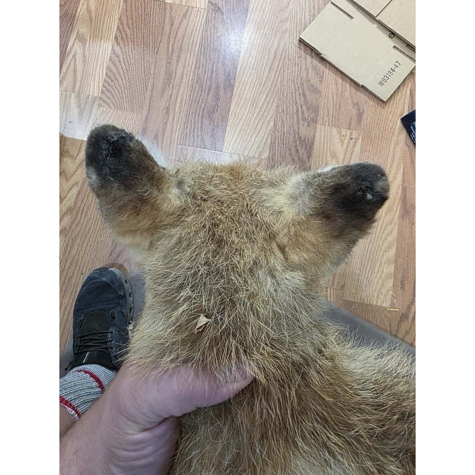 JTV232 - baby fox taxidermy mount