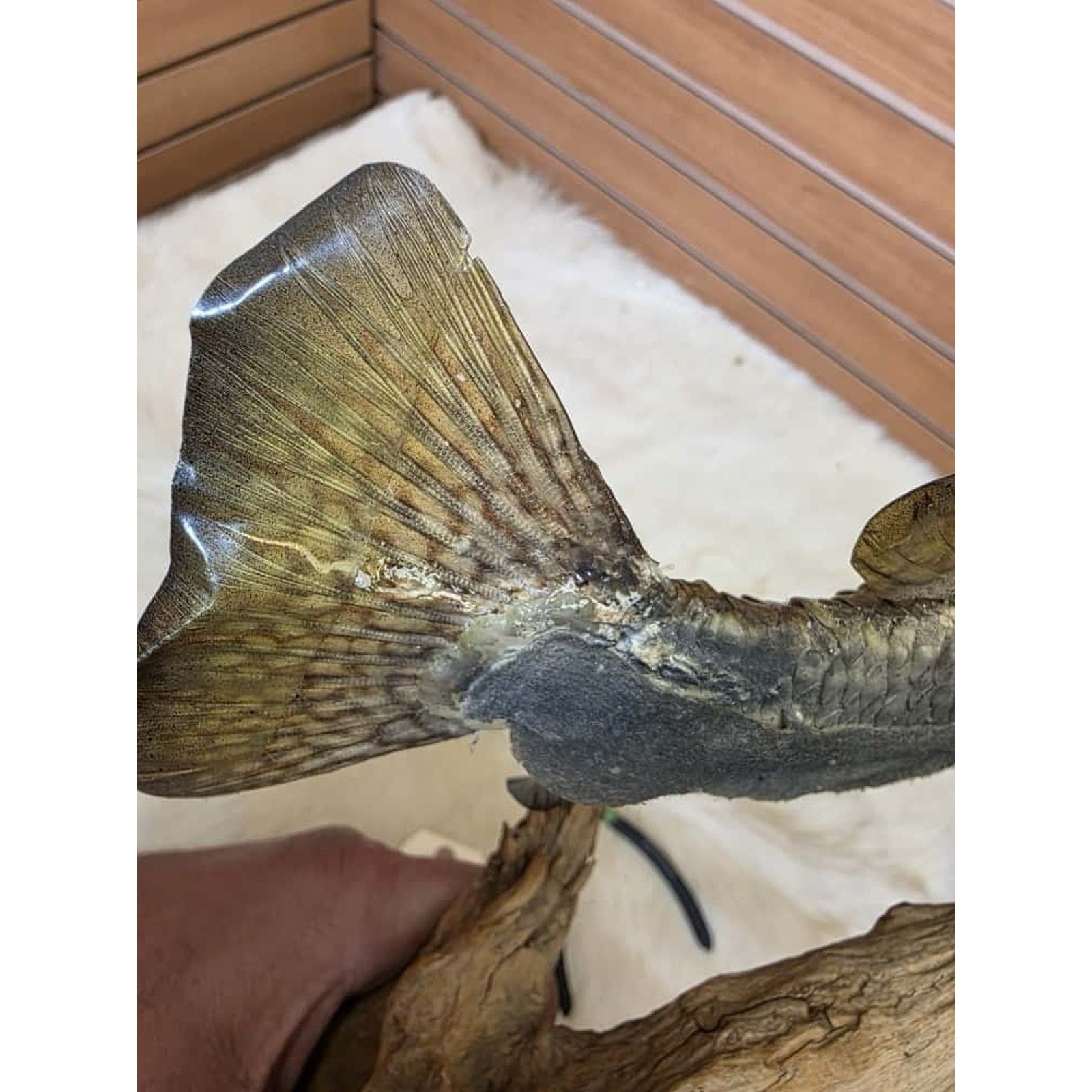 JTV227 - Real Skin Crappie Fish Taxidermy Mount 11.5”