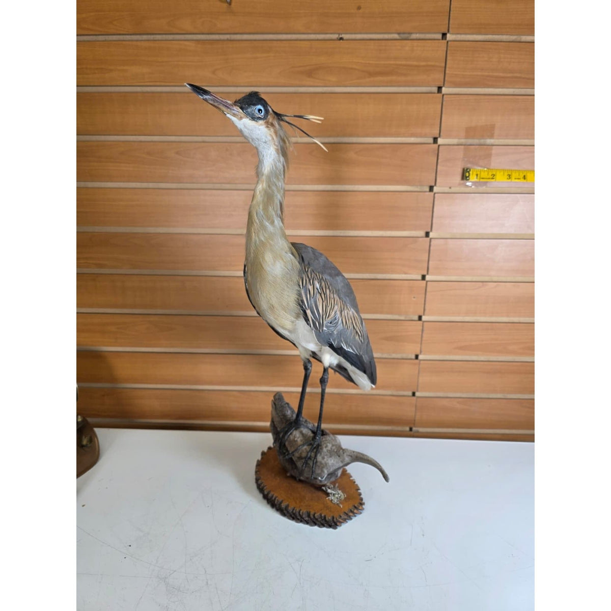 FHBB28 - Whistling Heron – Taxidermy Mount