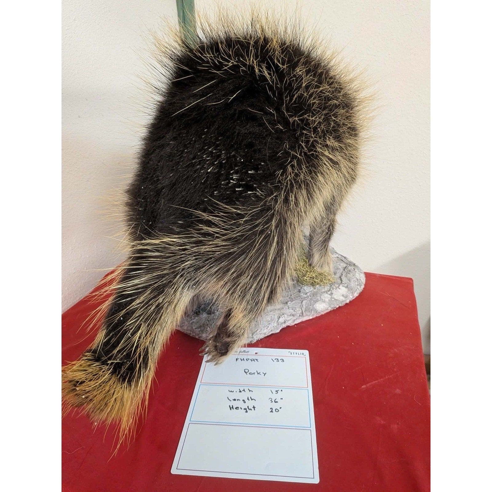 FHPAT133- Beautiful Montana Prime Winter Porcupine Full Taxidermy Mount