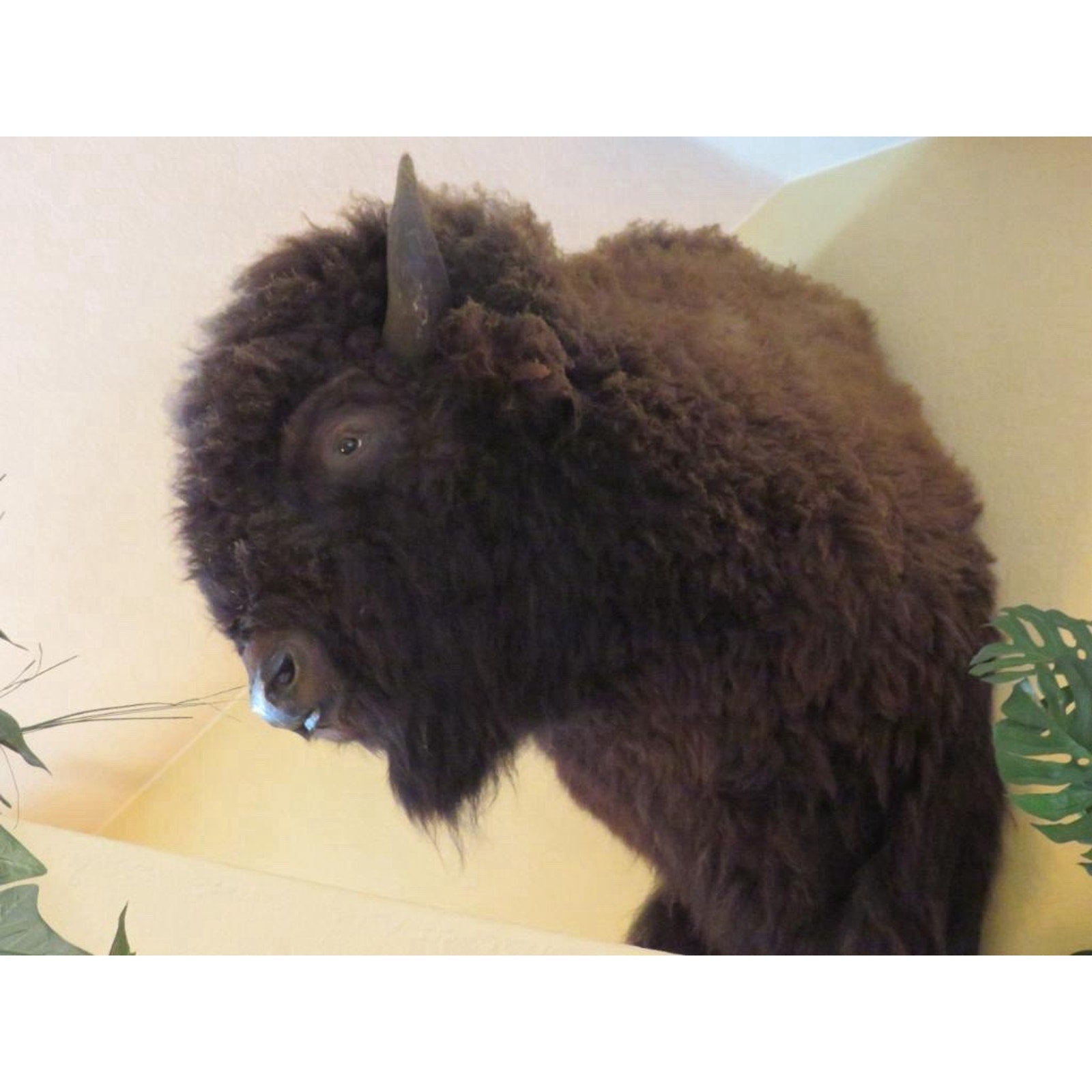 FHPROX2 - Monster Buffalo Bison Taxidermy Shoulder mount Free Shipping