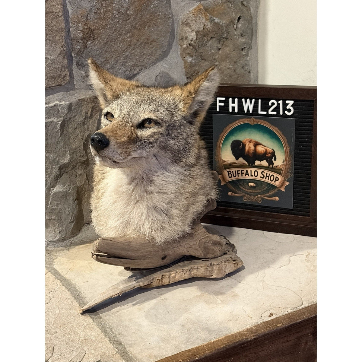 FHWL213 - Coyote Shoulder Museum Quality mount Taxidermy