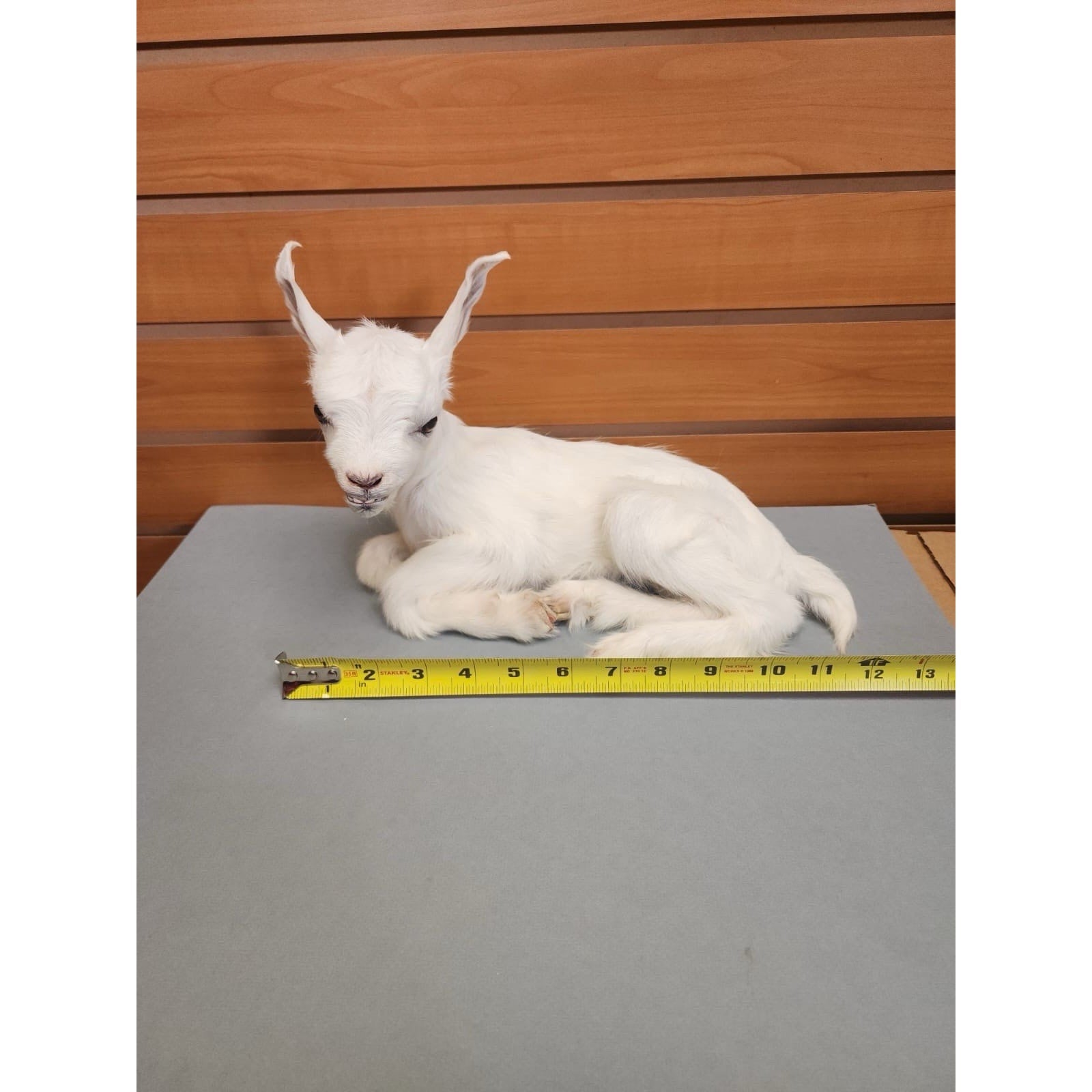 Real Beautiful Goat Taxidermy Mount ($1250 Each)