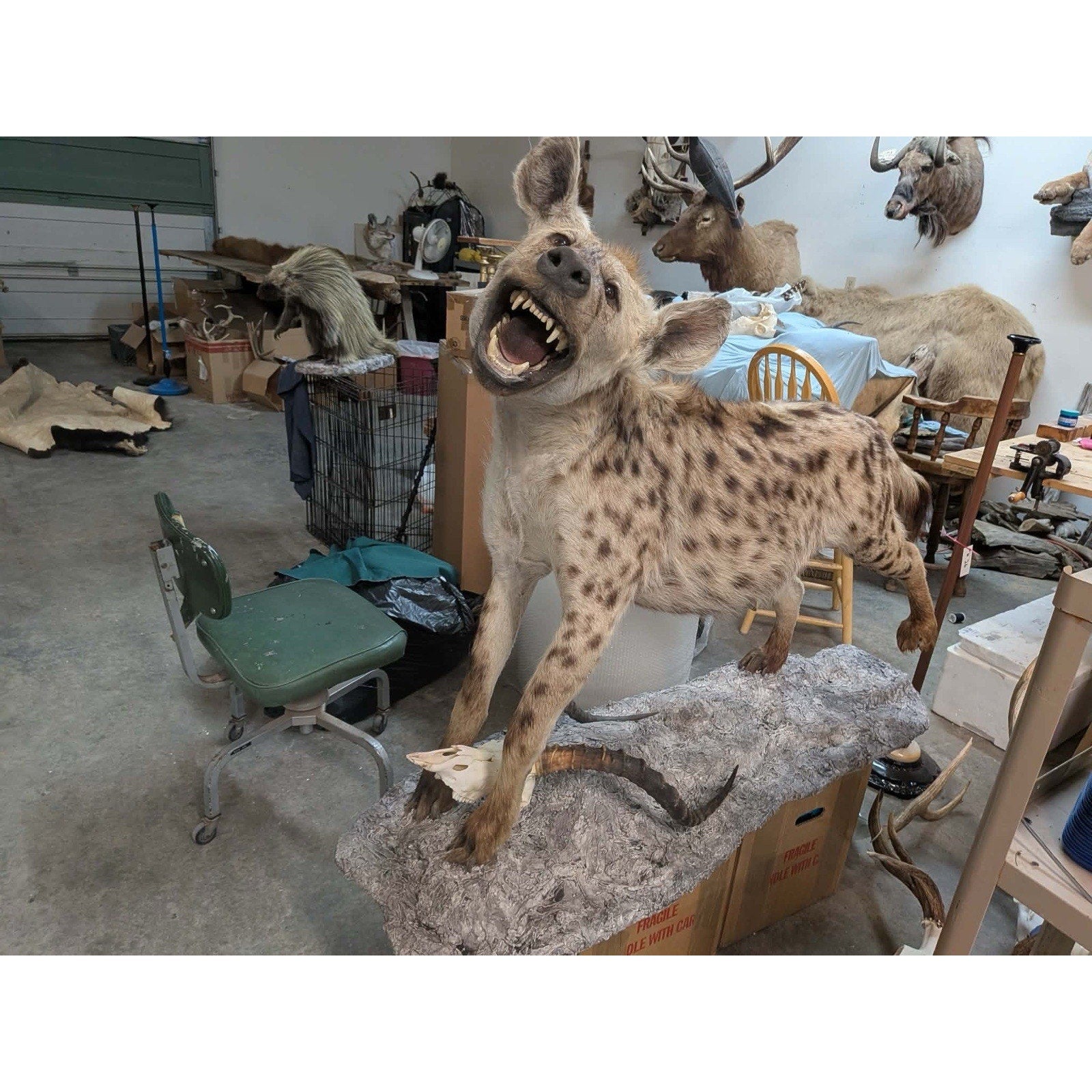 FHPATHY1 - XL Life-sized SPOTTED Laughing HYENA Taxidermy Mount