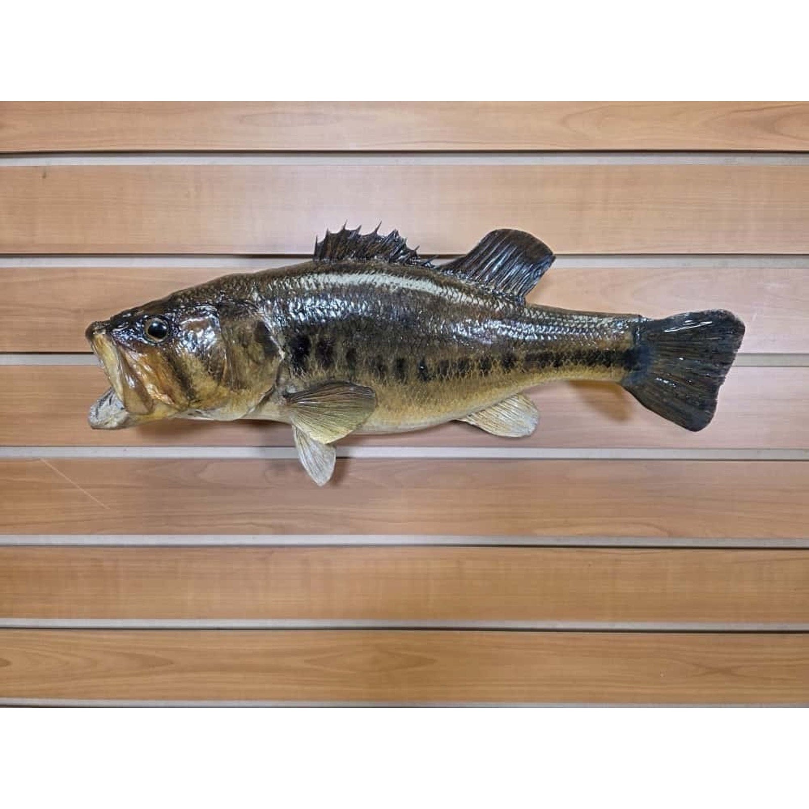 JTV205 - bass 17 1/2” Real Skin Fish Taxidermy Mount