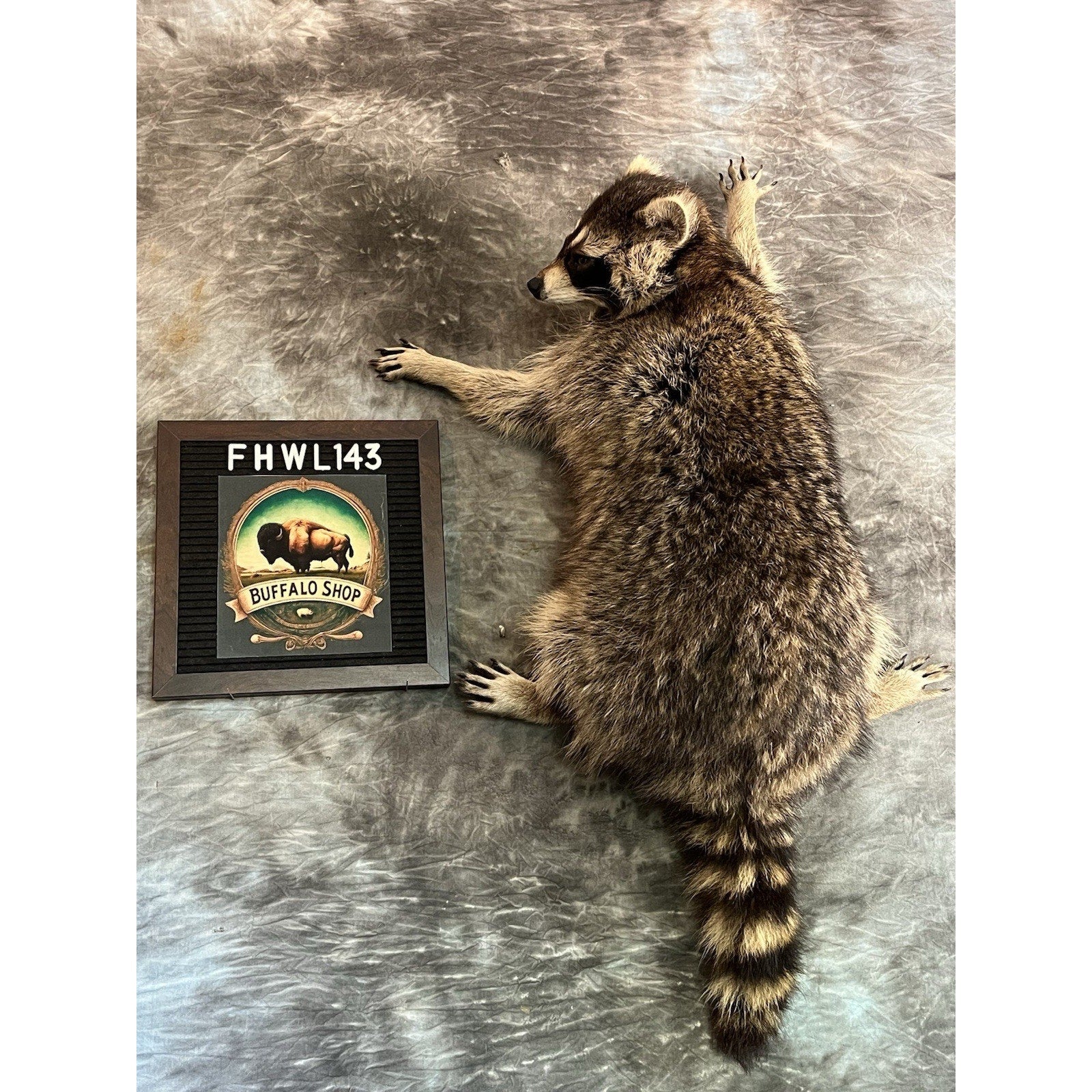 FHWL143- Fat Raccoon Taxidermy Mount