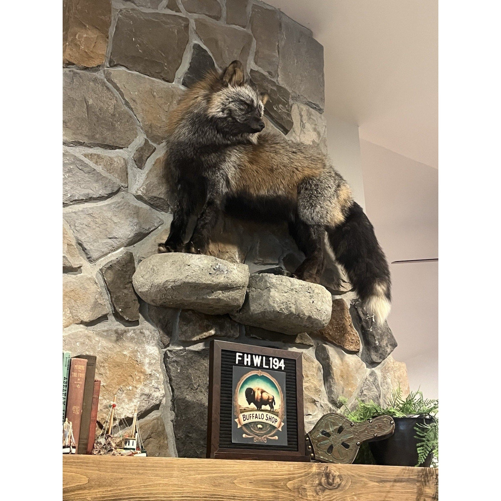 FHWL194- Museum Quality Ranch Fox Taxidermy mount