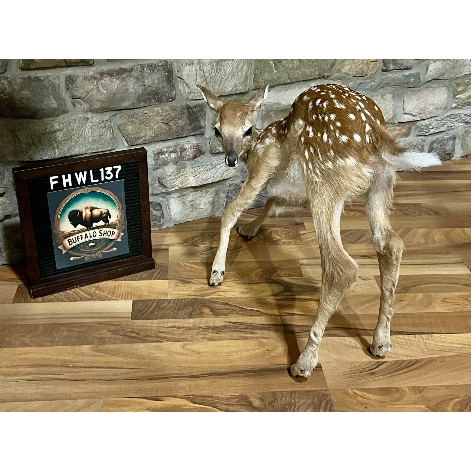 FHWL137 - Fawn Lifesize Taxidermy Mount Free Standing