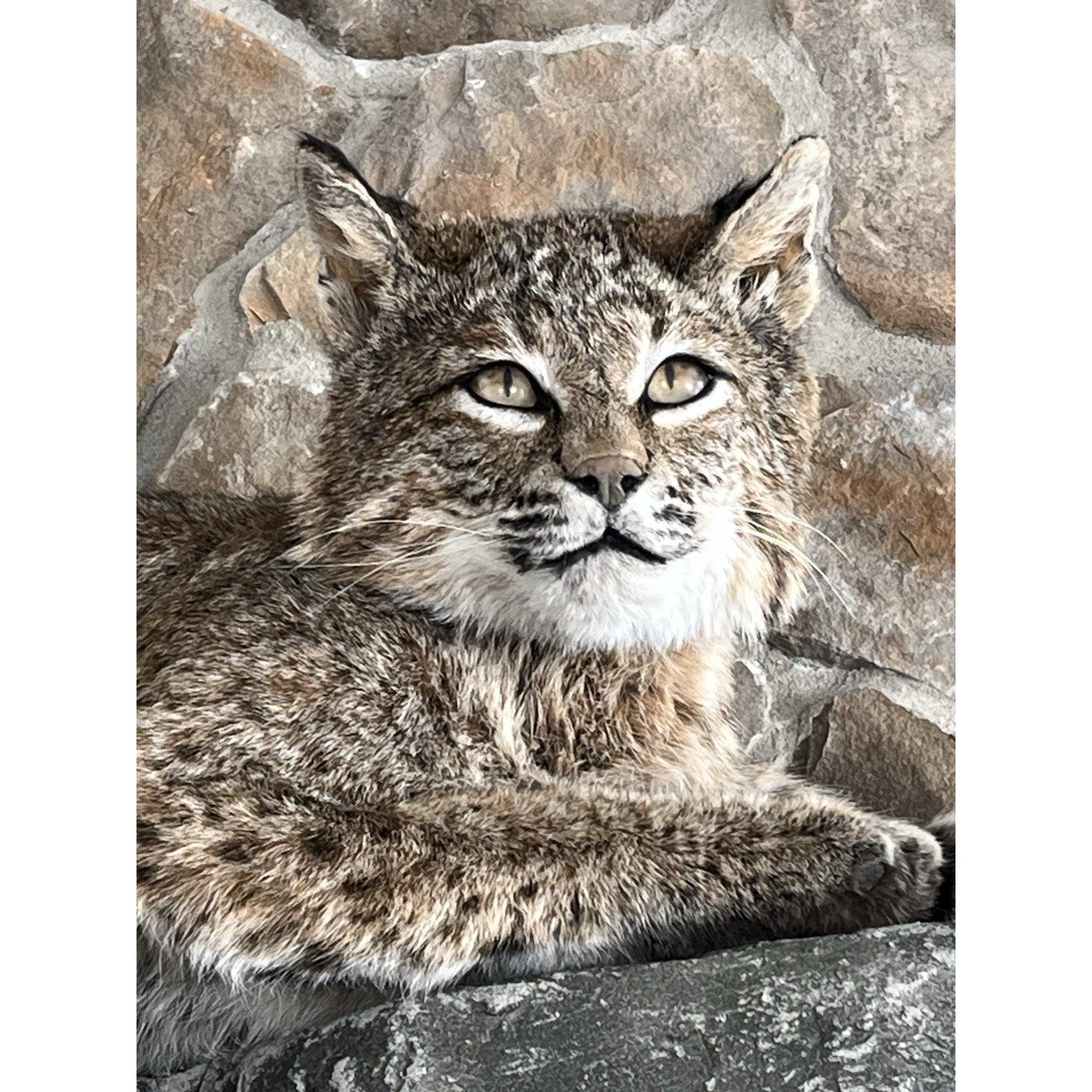 FHWL94 - Bobcat Taxidermy Full Body Mount
