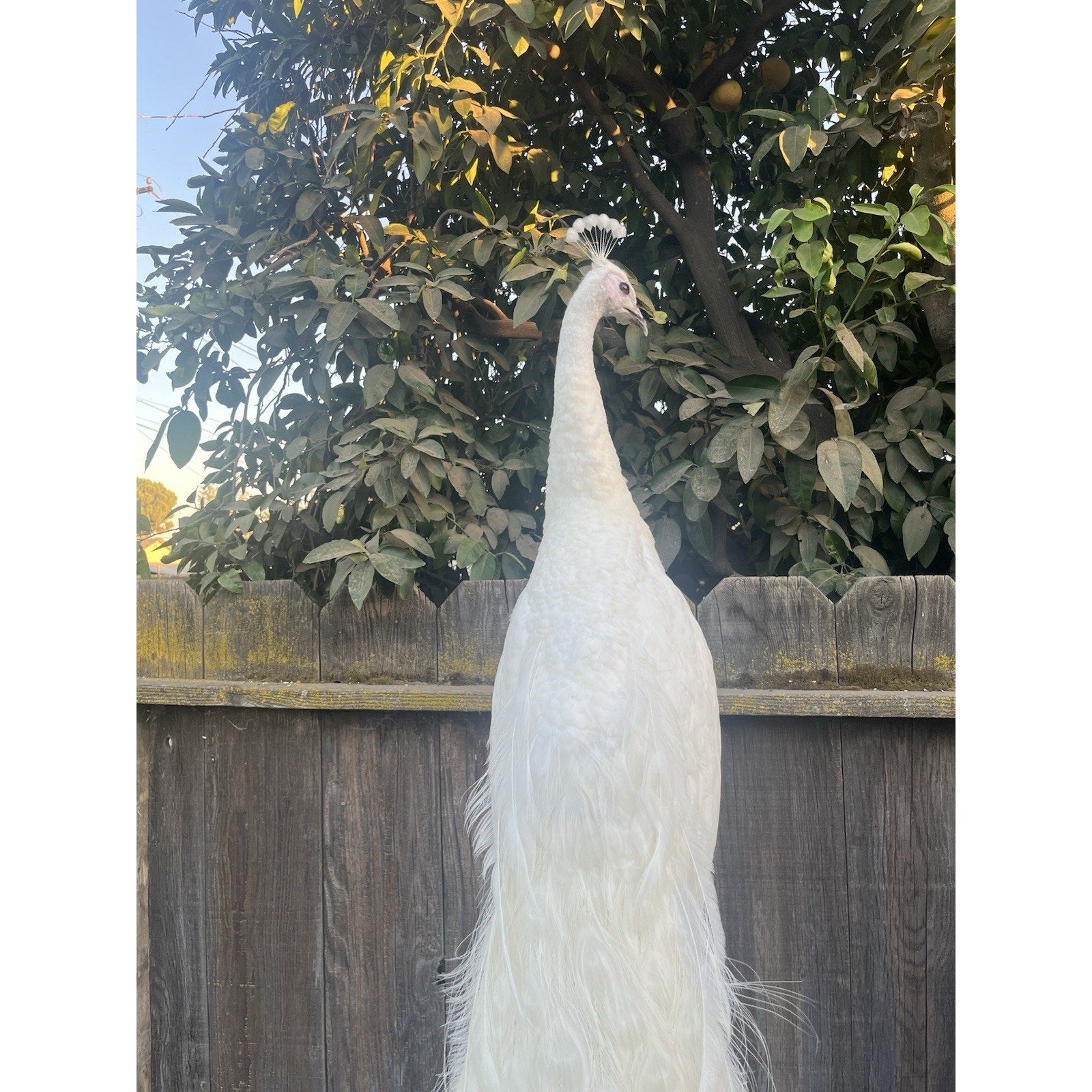FHJOEL332 - Rare White PEACOCK Taxidermy Mount