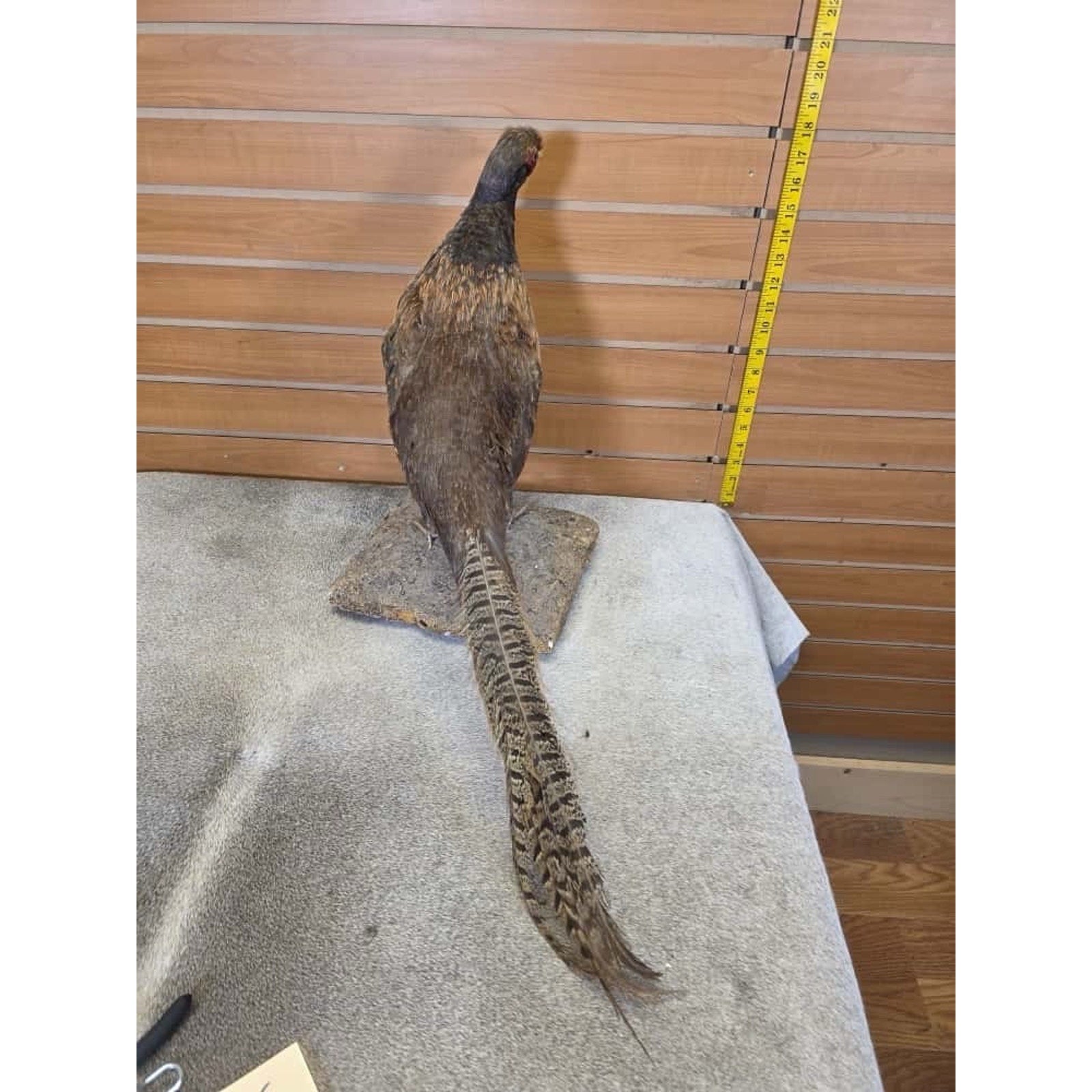 JTV245 - Golden Pheasant Cross Taxidermy Mount