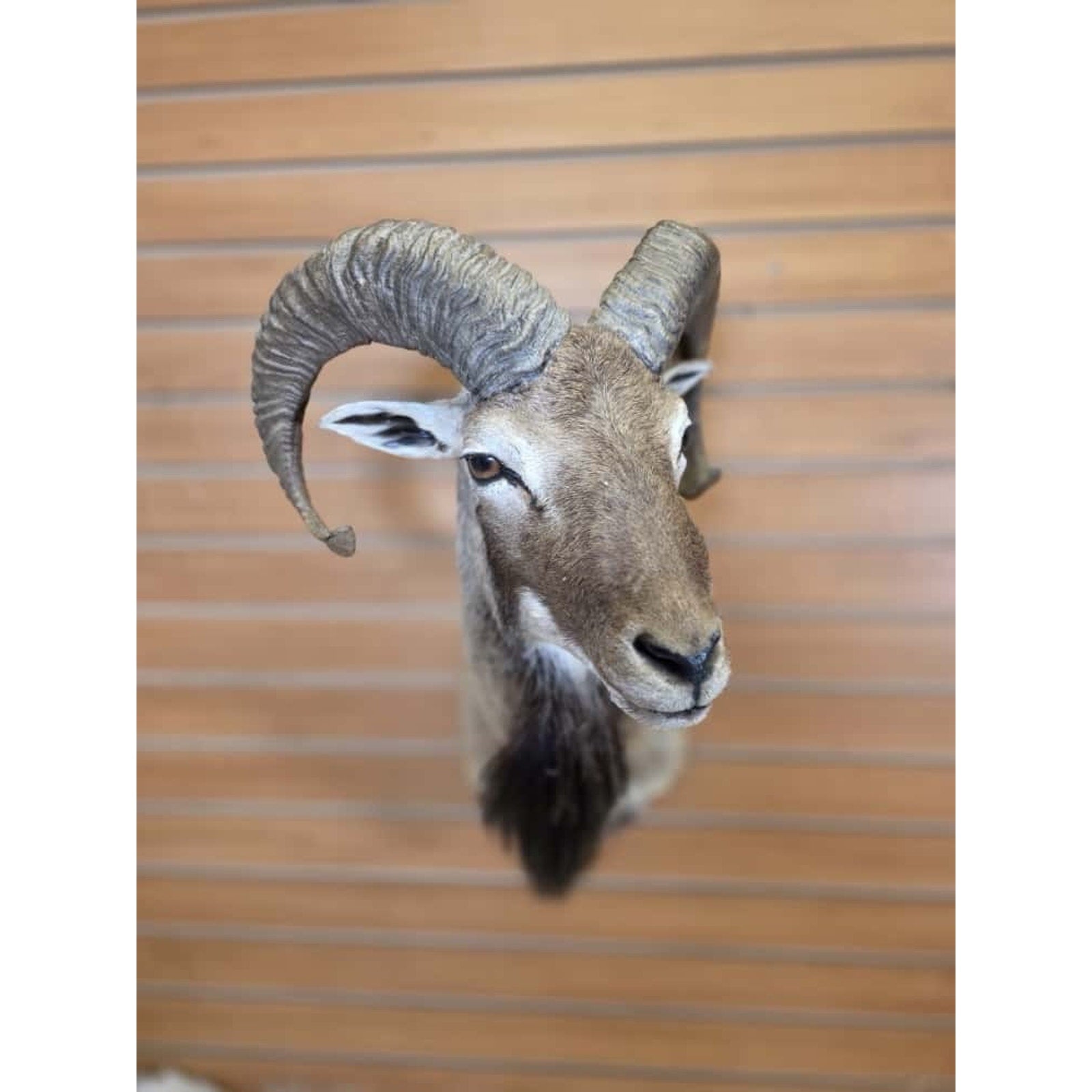 FHMN2 - Mouflon Ram taxidermy shoulder mount