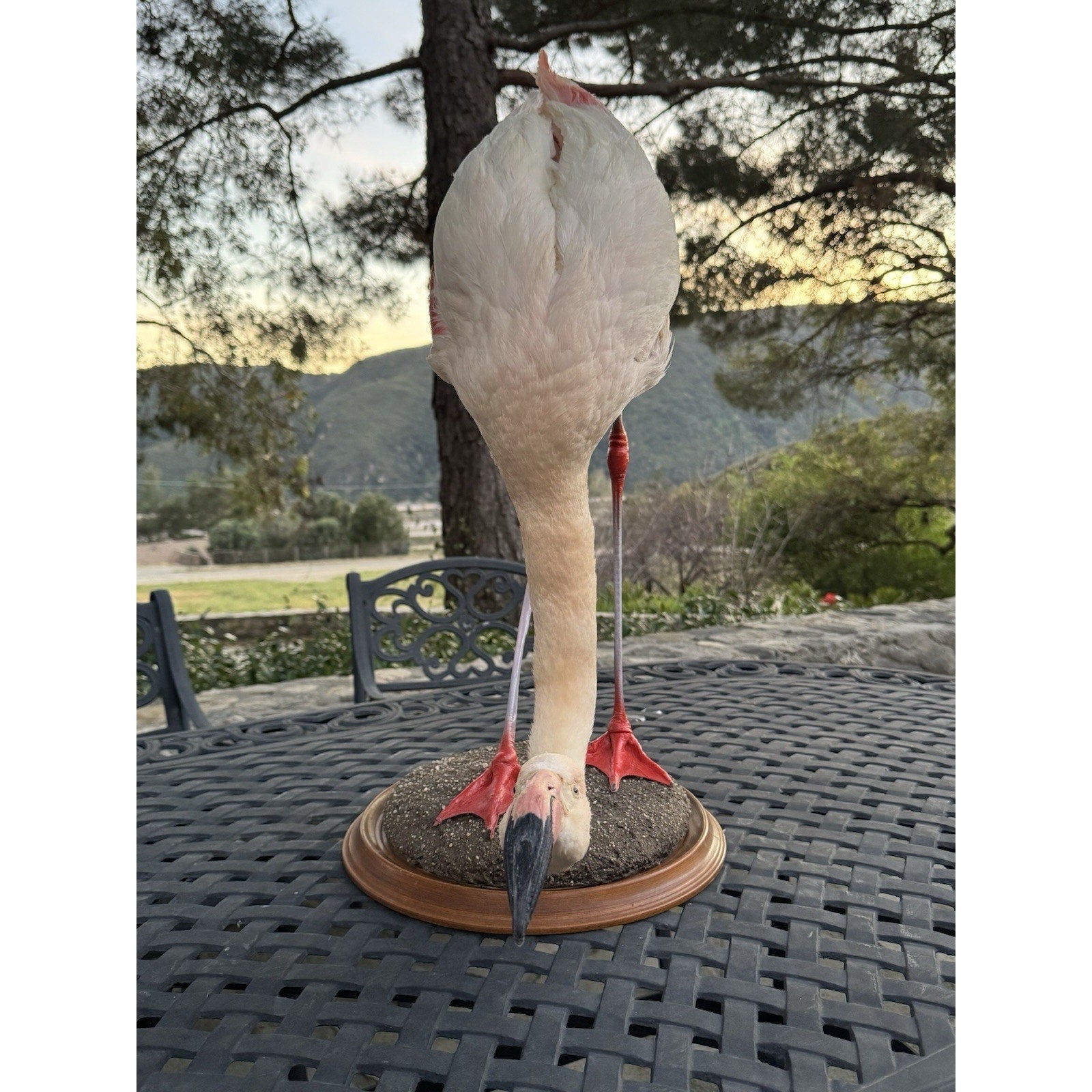 FHDARI2 - Chilean Flamingo Museum quality Taxidermy mount bird