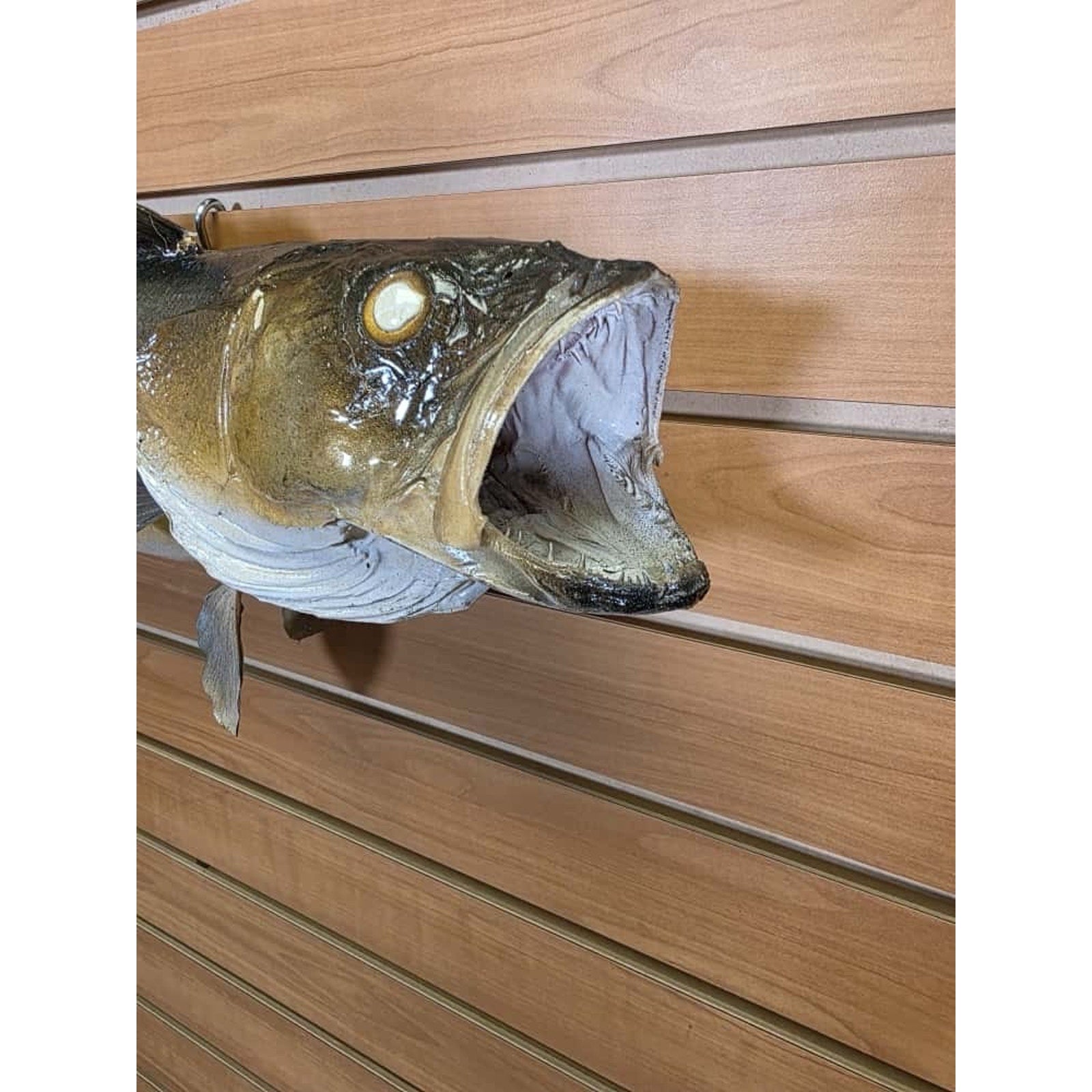 JTV226 - Real Skin Walleye Fish Taxidermy Mount 25”