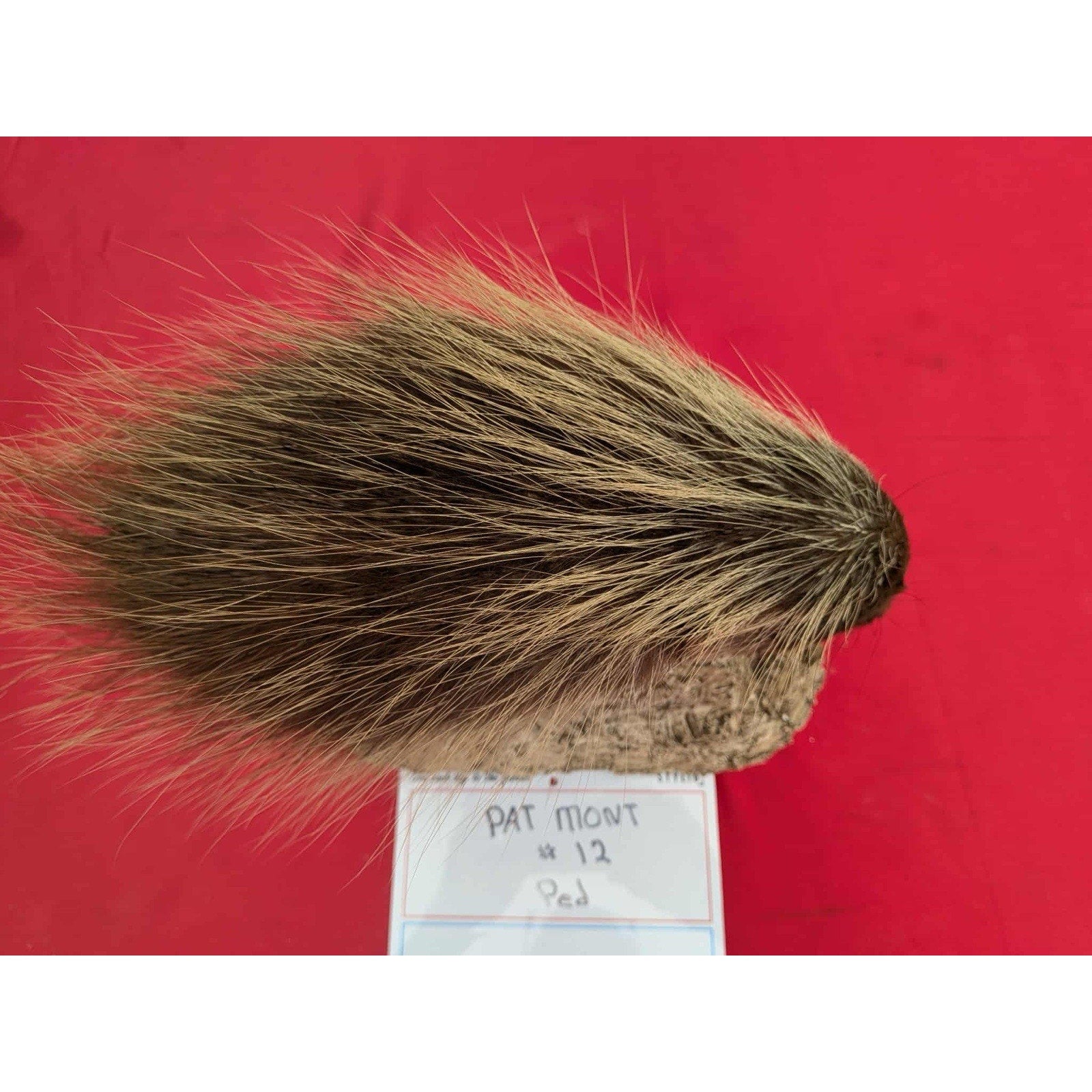 FHPORC12 - Beautiful Montana Prime Winter Porcupine Shoulder Taxidermy Mount