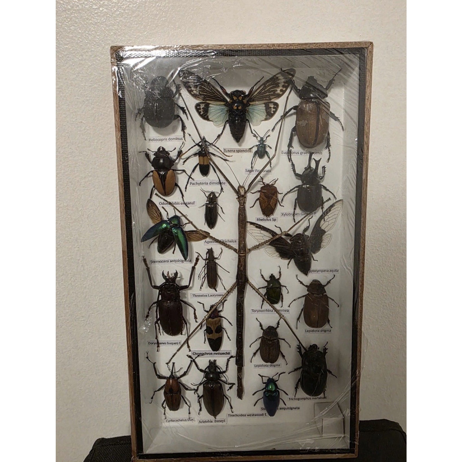FHEB1224 - Real Exotic Insects Mixed Taxidermy Specimens Asian Beetles Bug